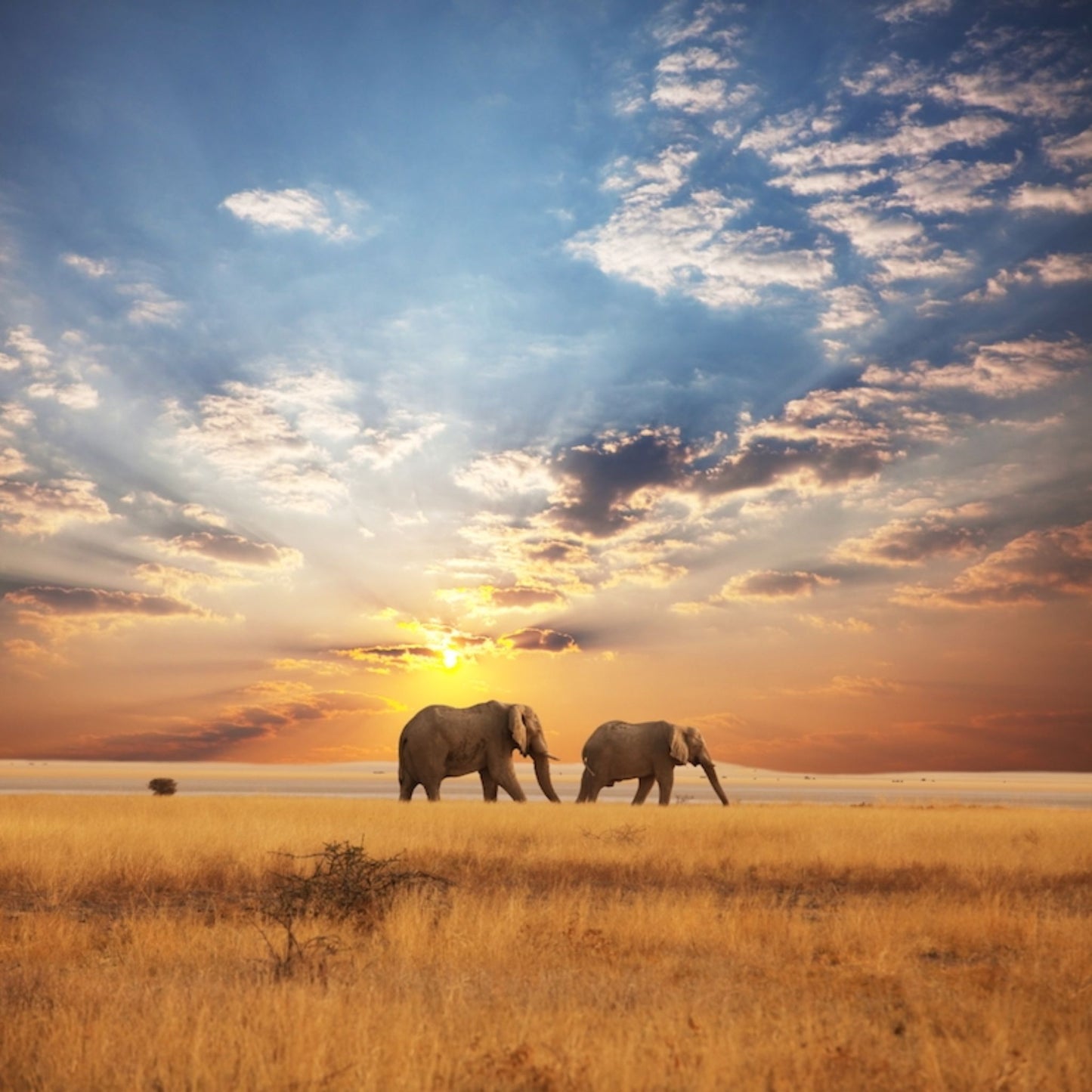 AFRICA PREMIUM FRAGRANCE OIL