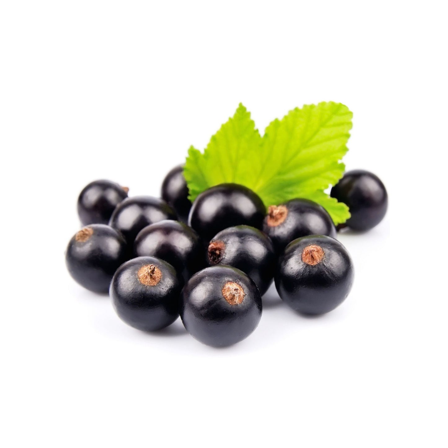 BLACKCURRANT SEED CARRIER / BASE OIL