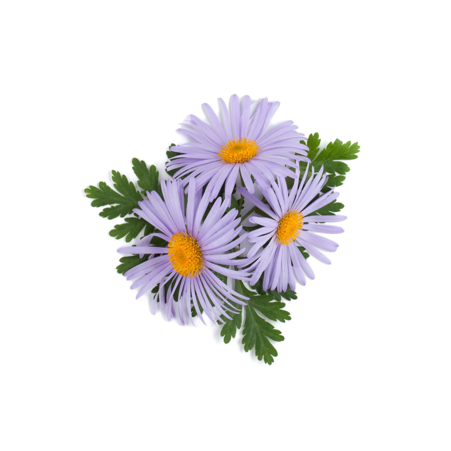 100% PURE CHAMOMILE GERMAN / BLUE ESSENTIAL OIL