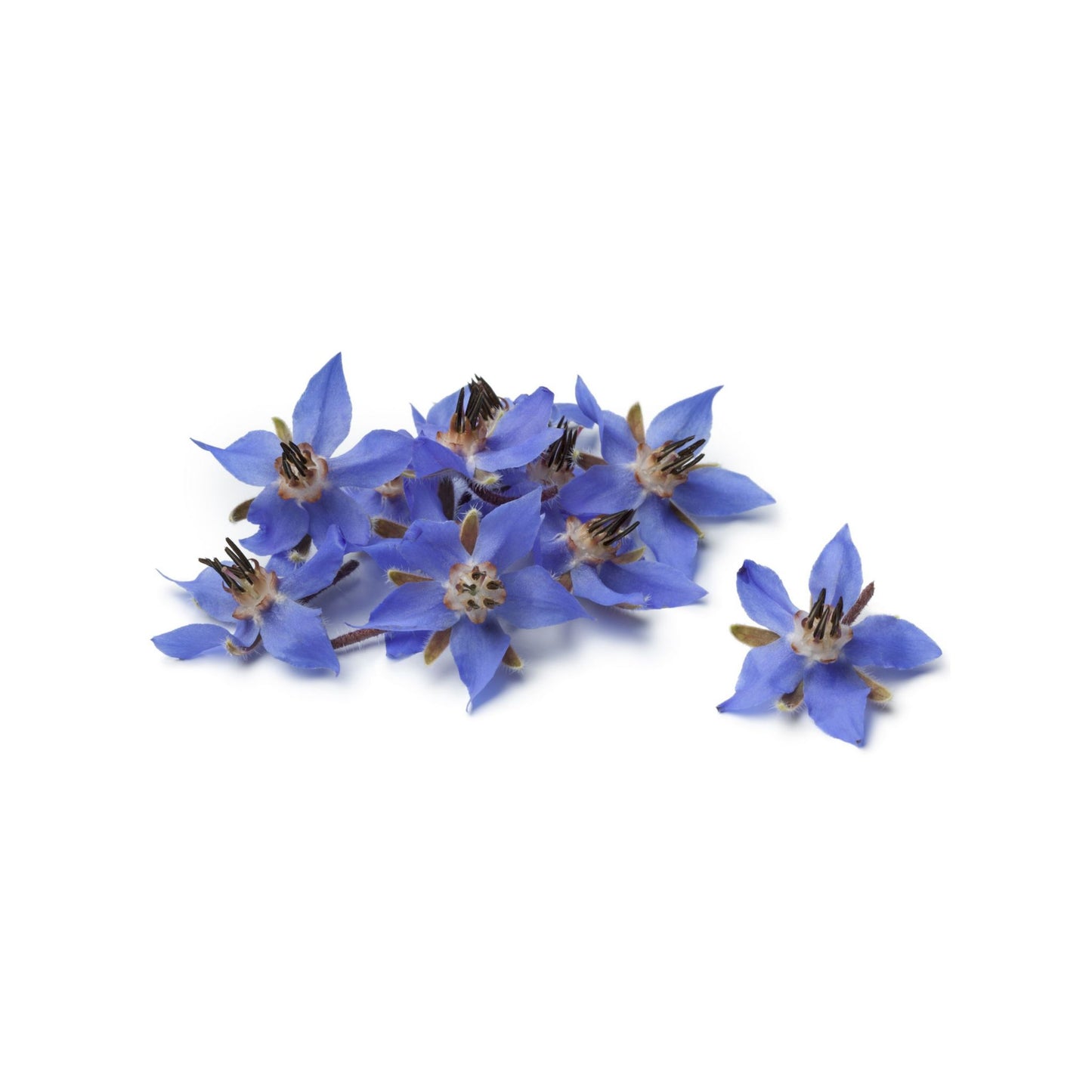 REFINED BORAGE CARRIER / BASE OIL