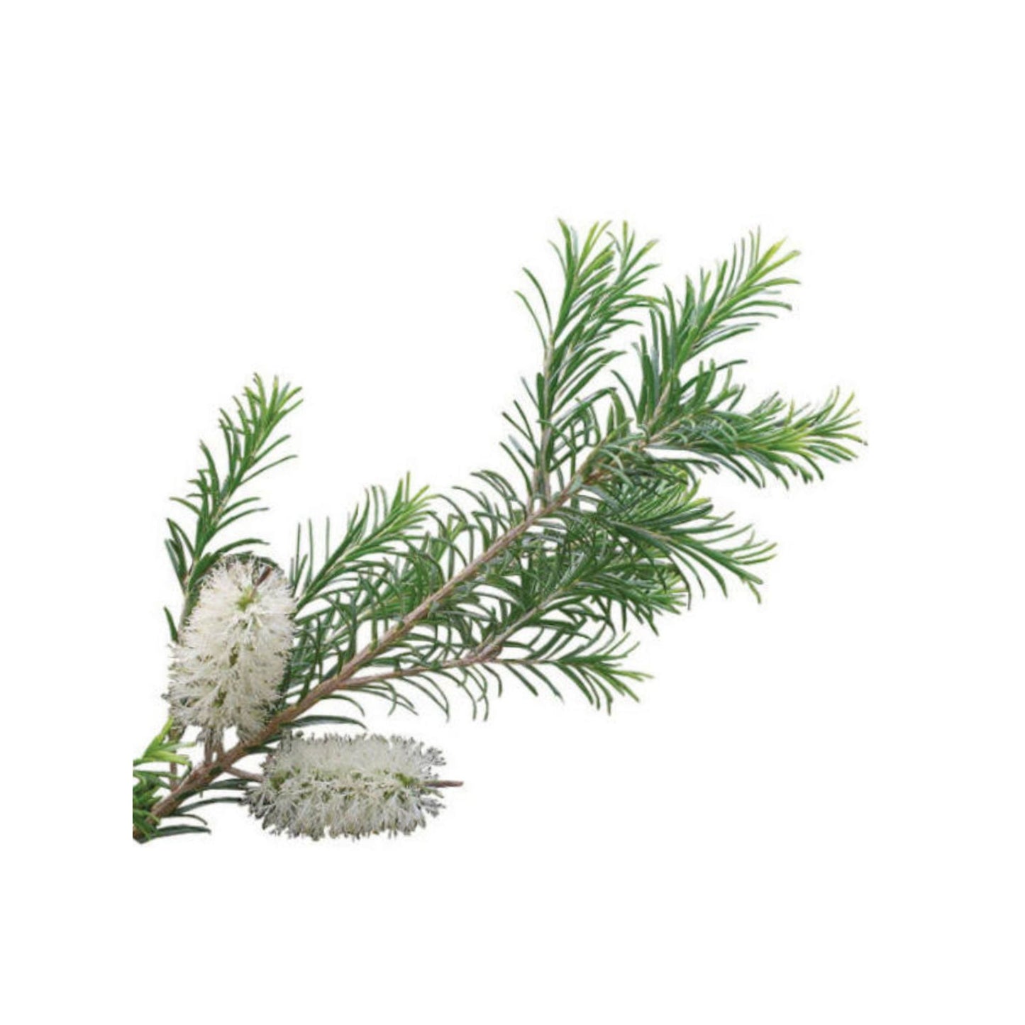 100% PURE CAJEPUT ESSENTIAL OIL