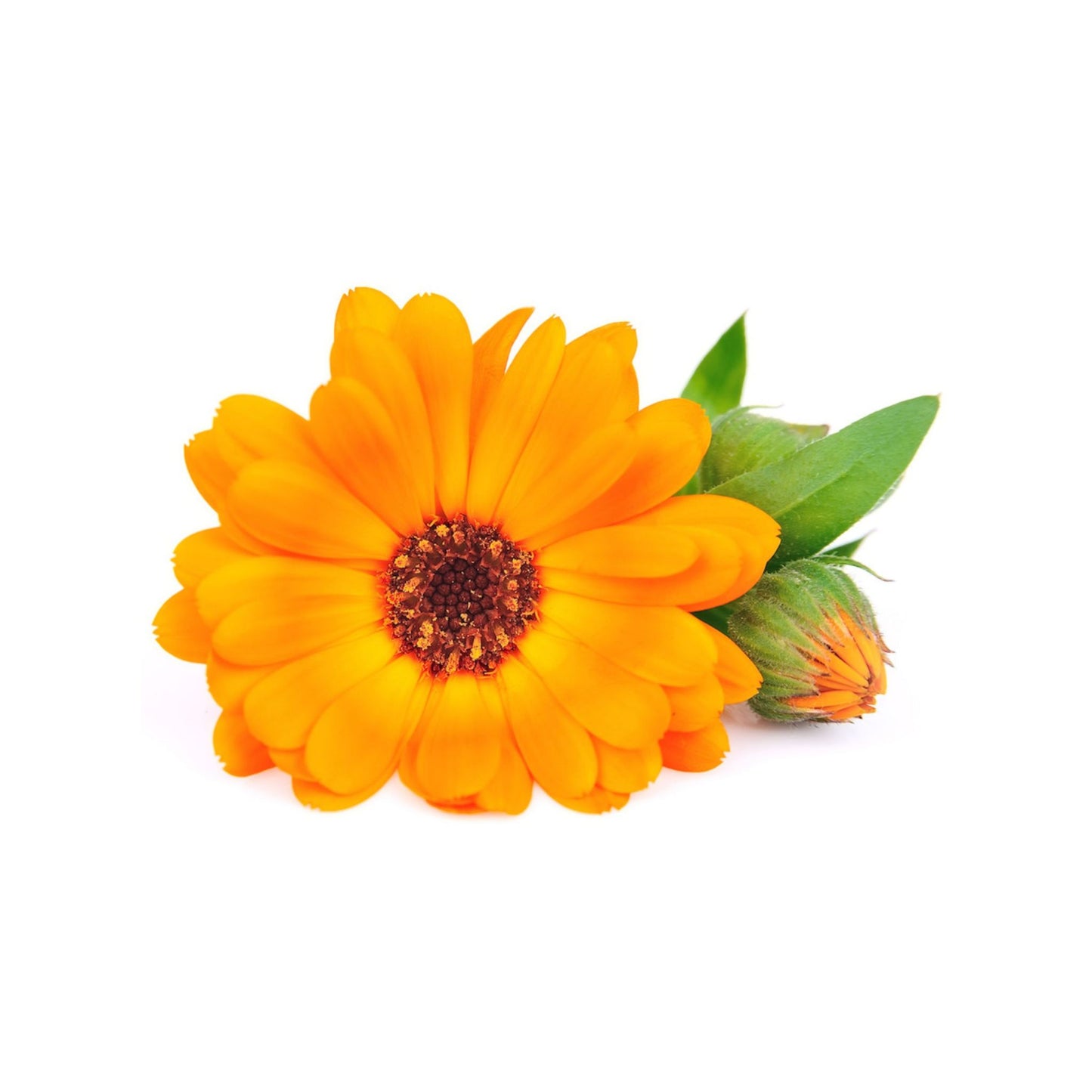 CALENDULA CARRIER / BASE OIL