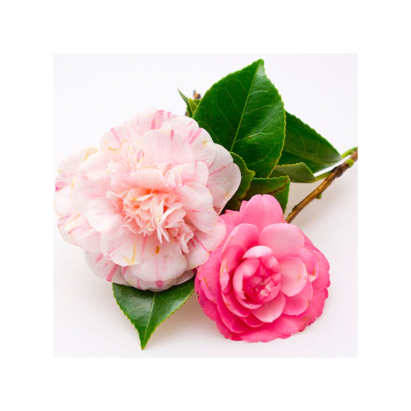 CAMELLIA CARRIER / BASE OIL