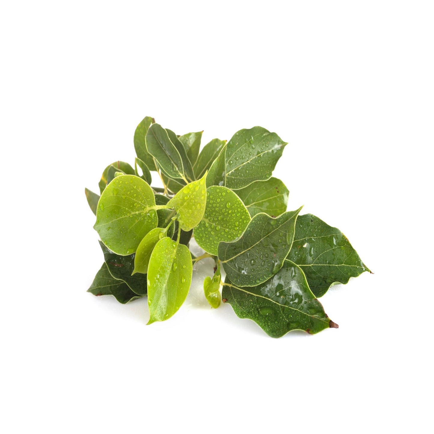 100% PURE CAMPHOR ESSENTIAL OIL