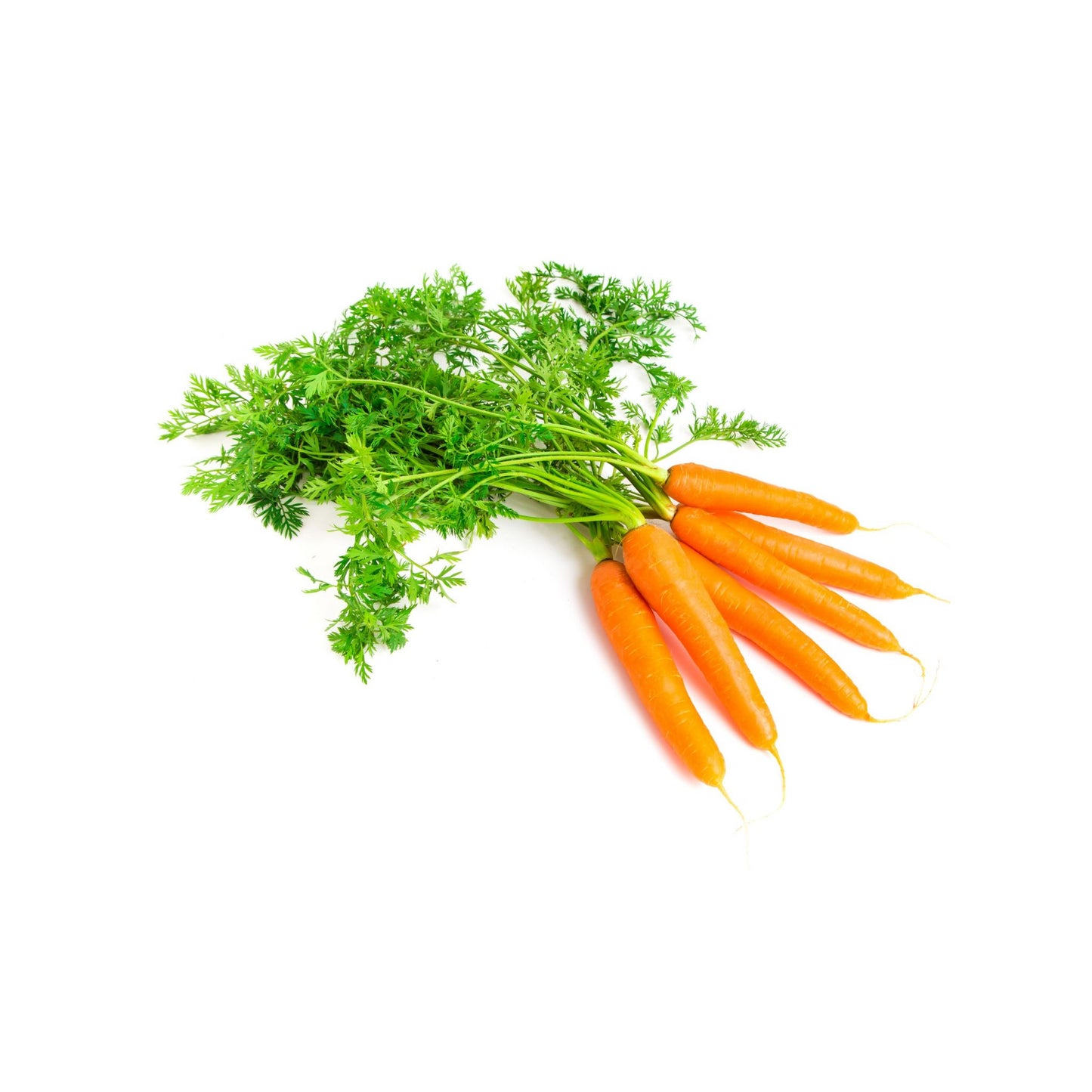 100% PURE CARROT SEED ESSENTIAL OIL