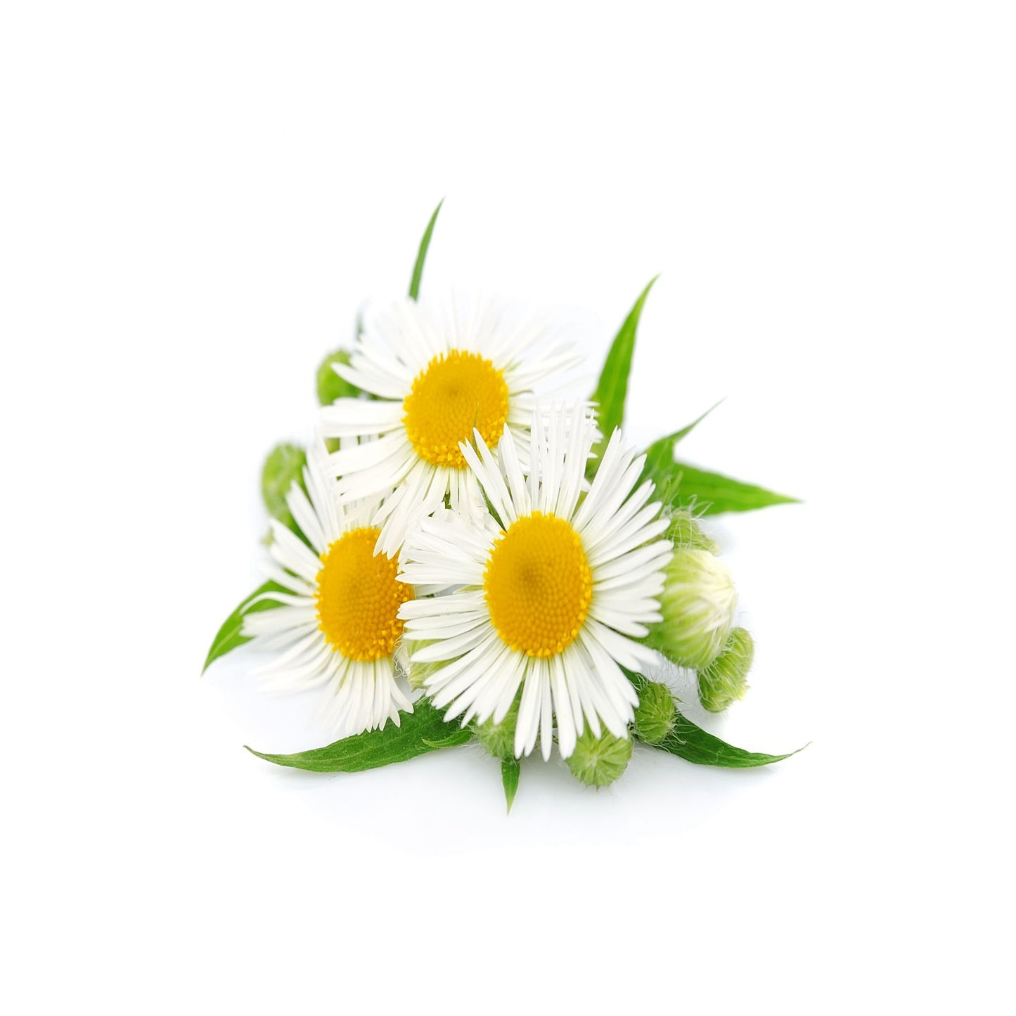 100% PURE CHAMOMILE ROMAN ESSENTIAL OIL