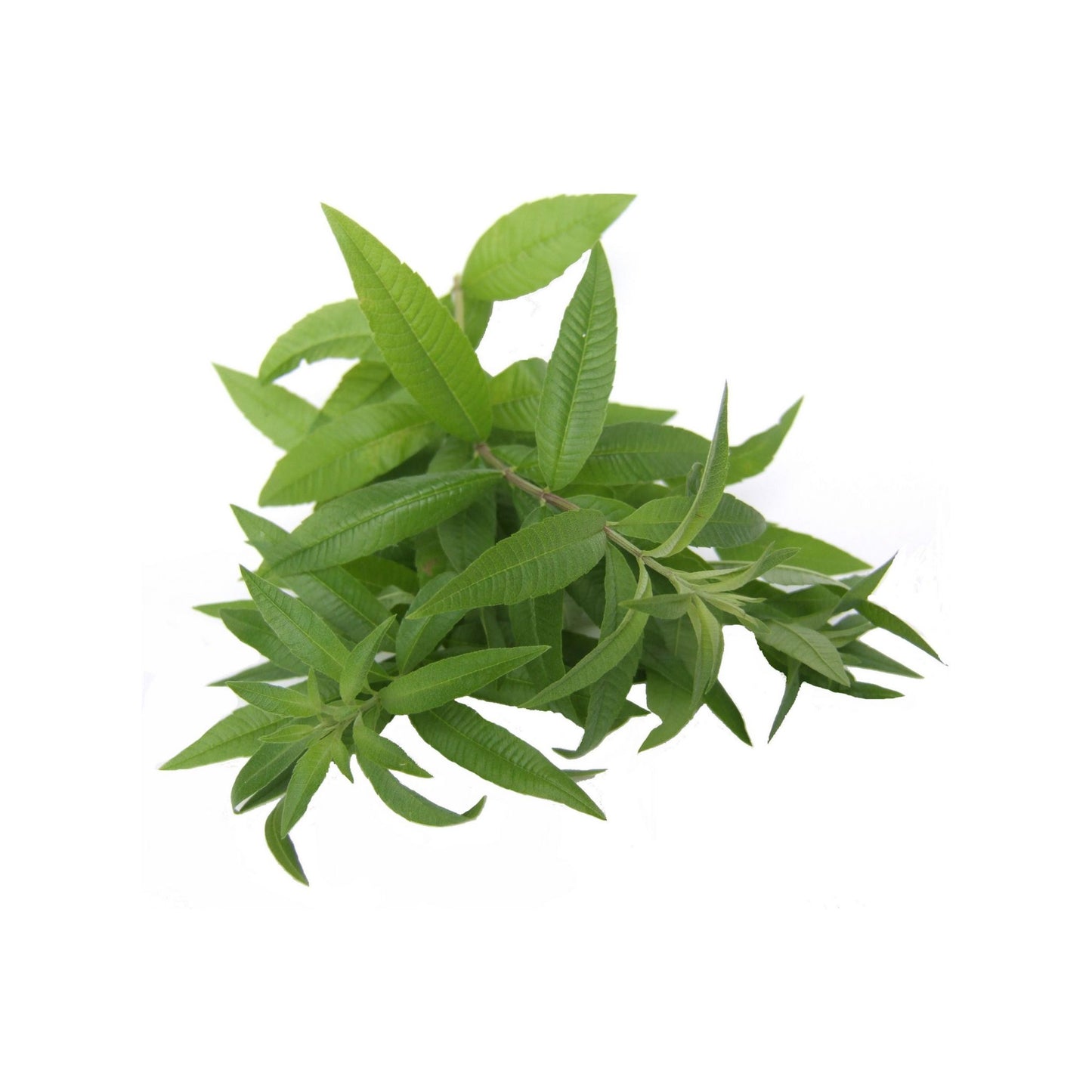 100% 纯香茅精油