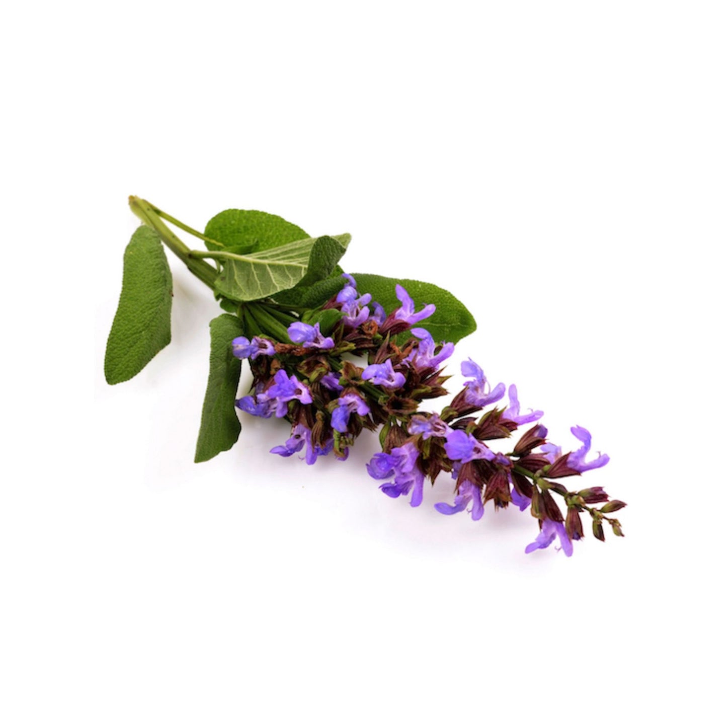 100% PURE CLARY SAGE ESSENTIAL OIL