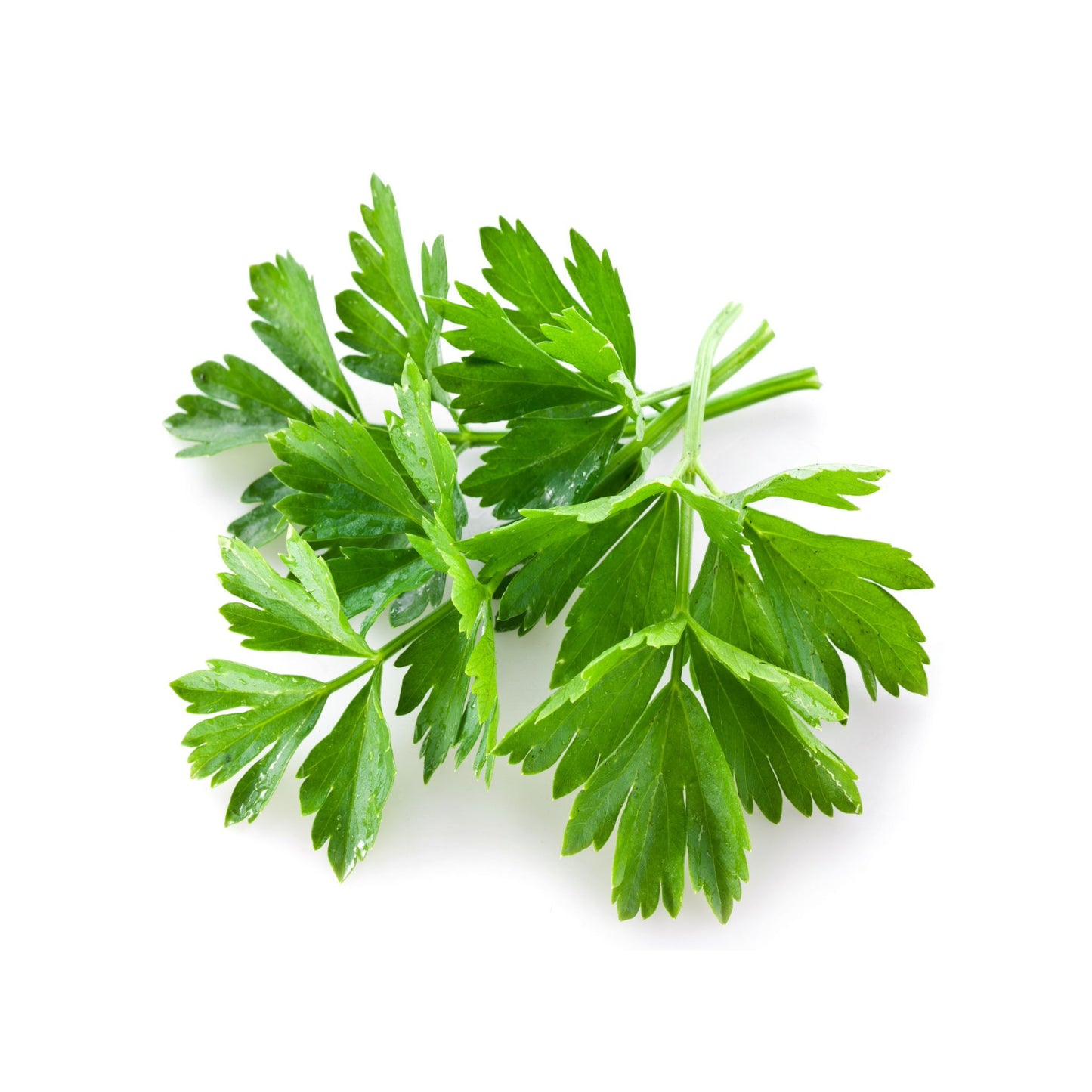 100% PURE CORIANDER ESSENTIAL OIL