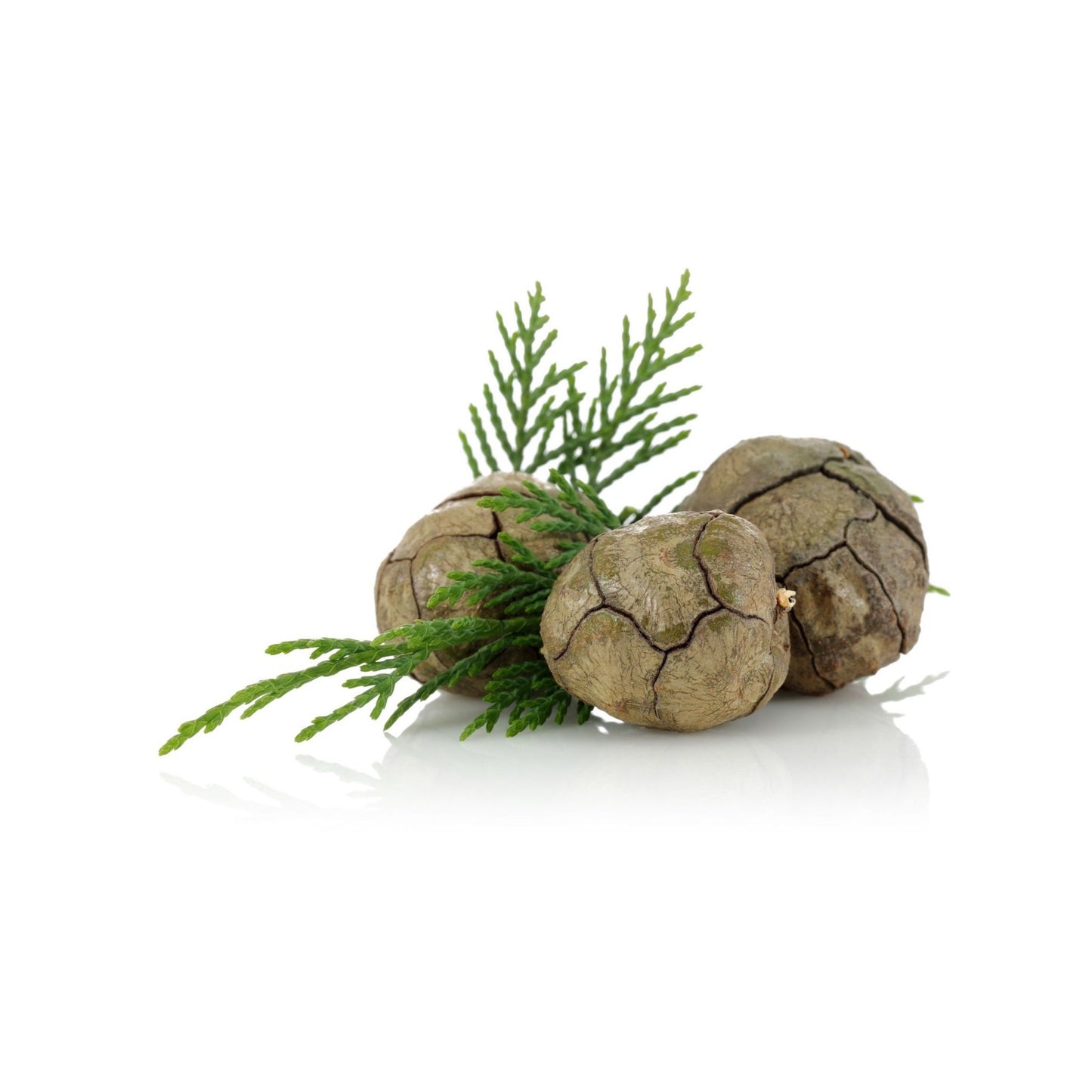 100% PURE FRENCH CYPRESS ESSENTIAL OIL