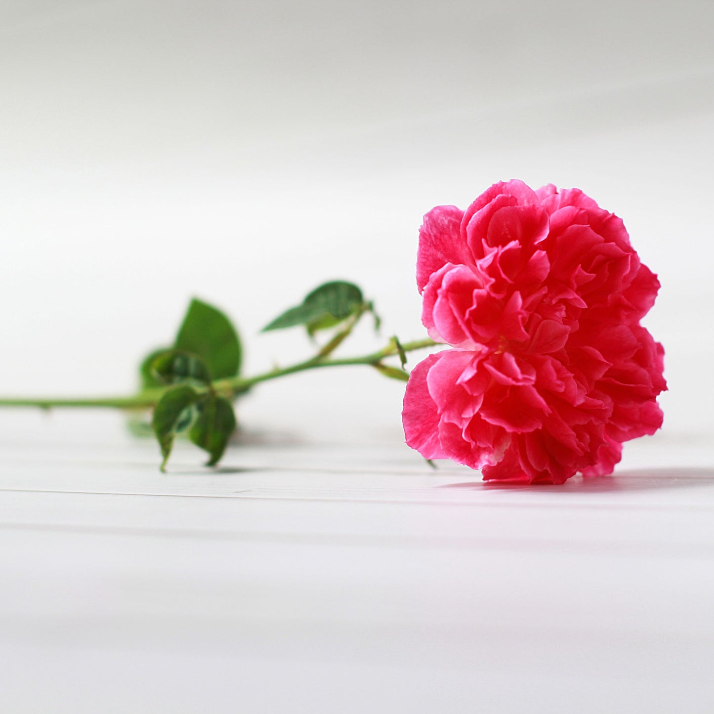 DAMASK ROSE PREMIUM FRAGRANCE OIL