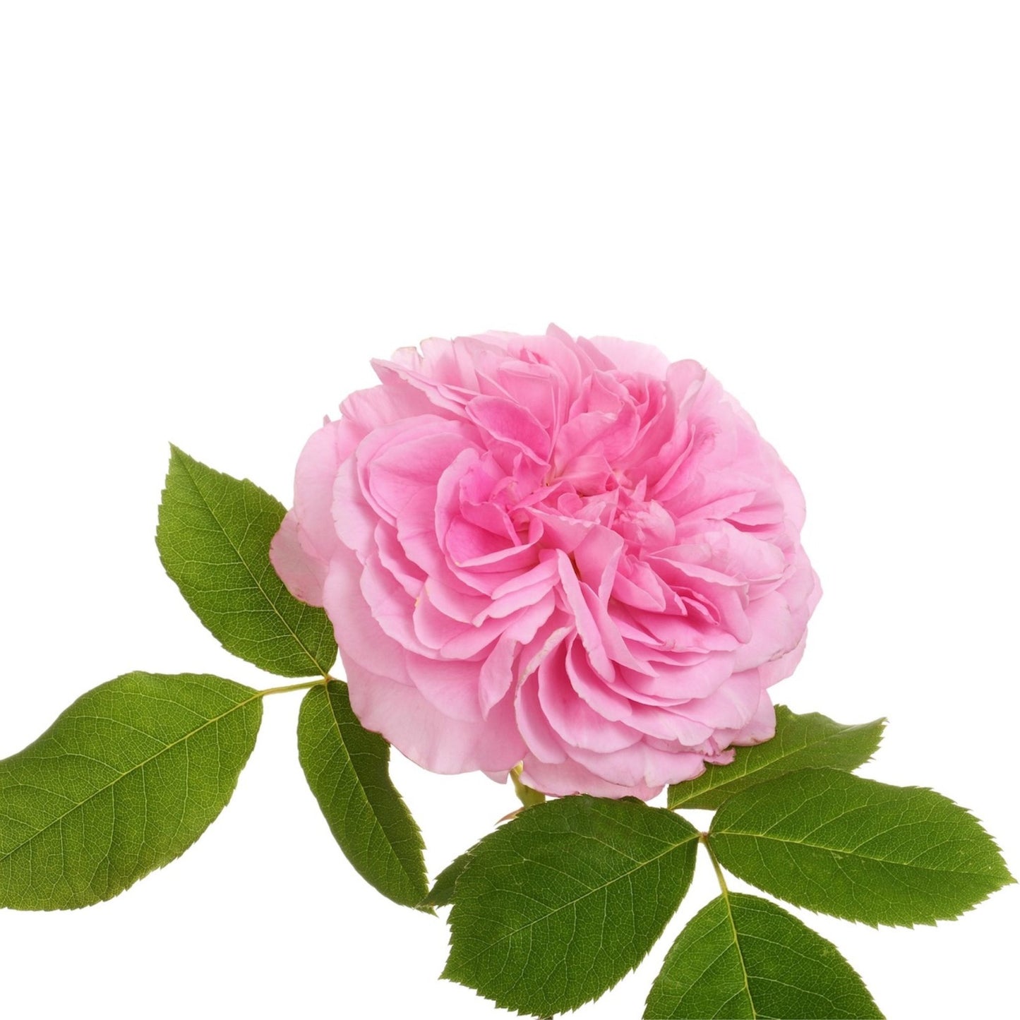 ENGLISH ROSE PREMIUM FRAGRANCE OIL