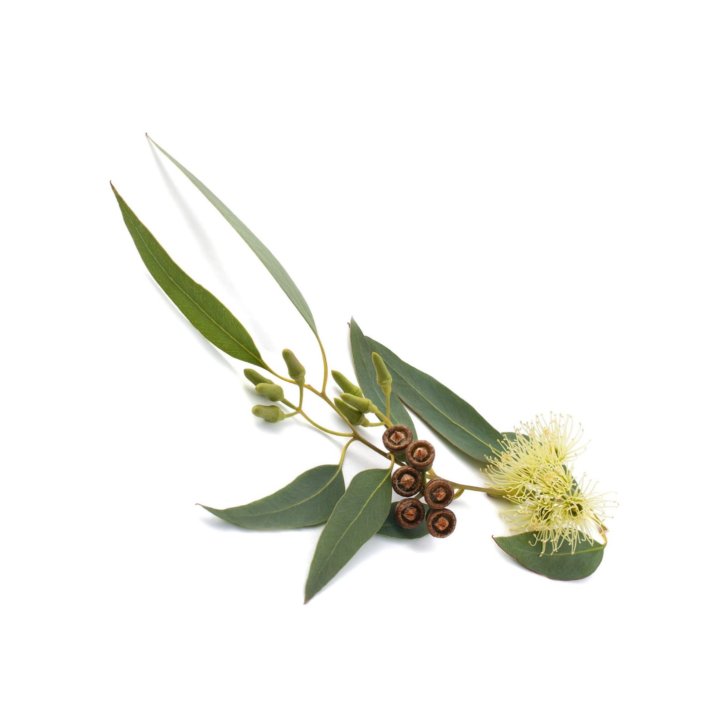 100% PURE EUCALYPTUS GLOBULUS ESSENTIAL OIL