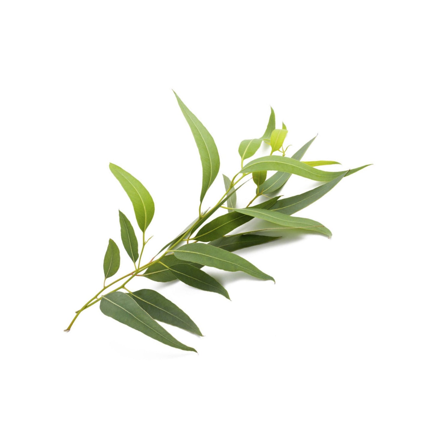 100% PURE EUCALYPTUS LEMON ESSENTIAL OIL