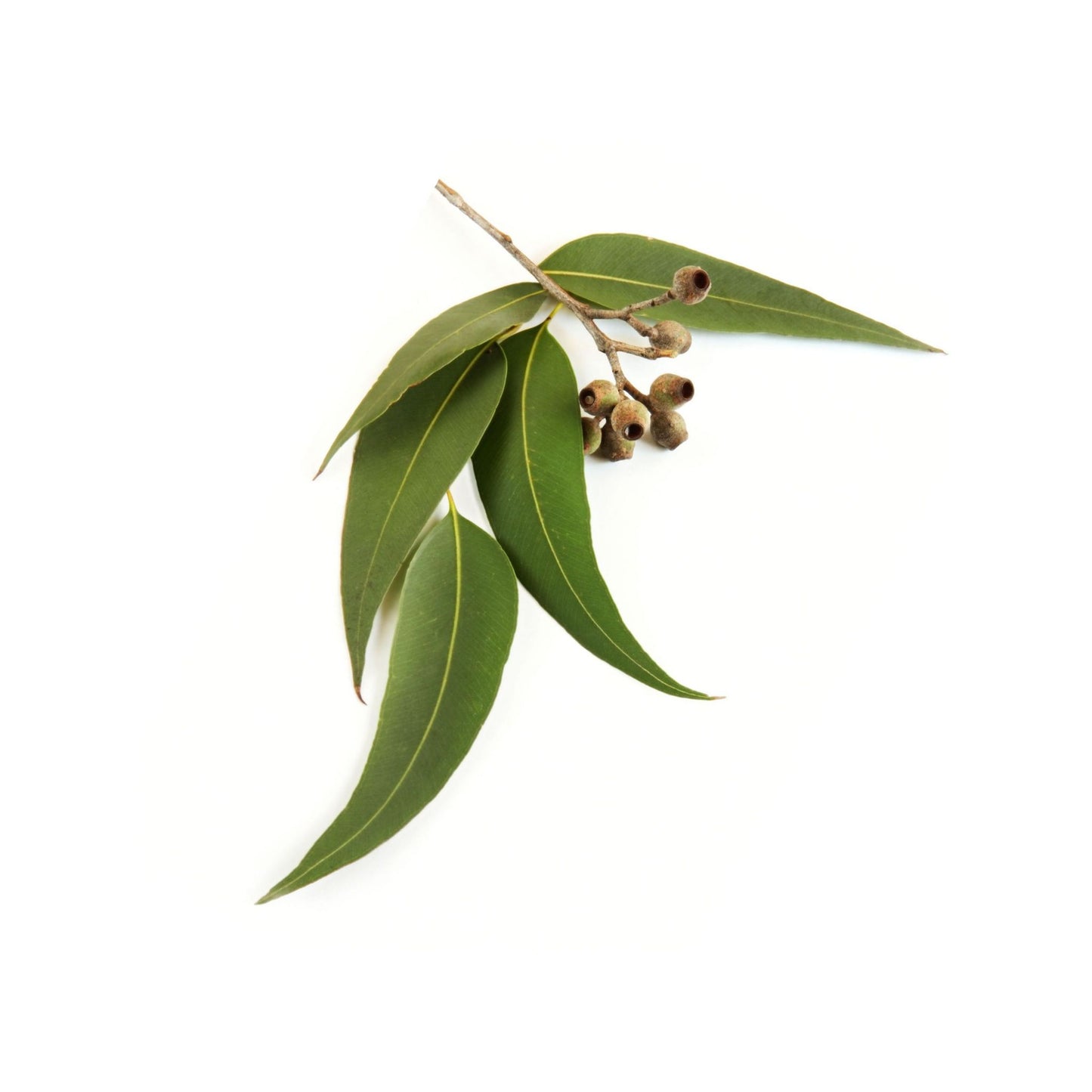 100% PURE EUCALYPTUS RADIATA ESSENTIAL OIL