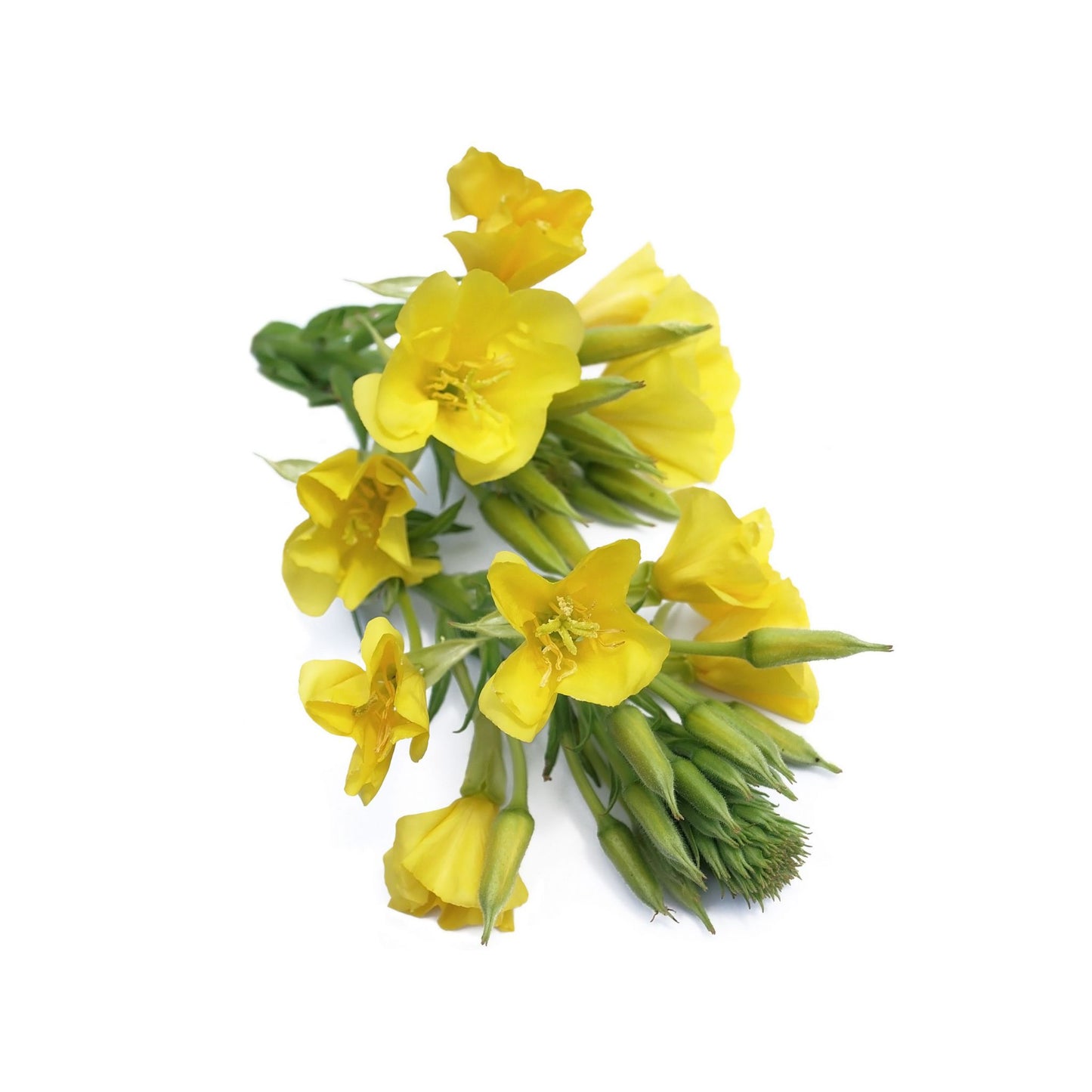 EVENING PRIMROSE CARRIER / BASE OIL