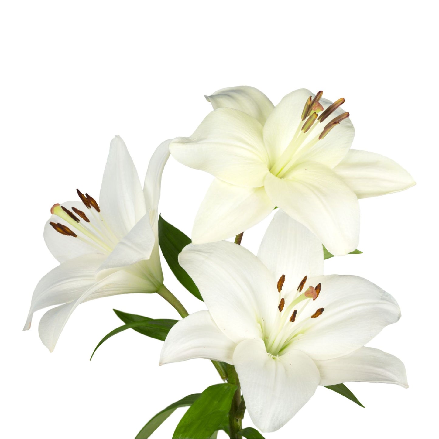 FLEUR DE LYS PREMIUM FRAGRANCE OIL