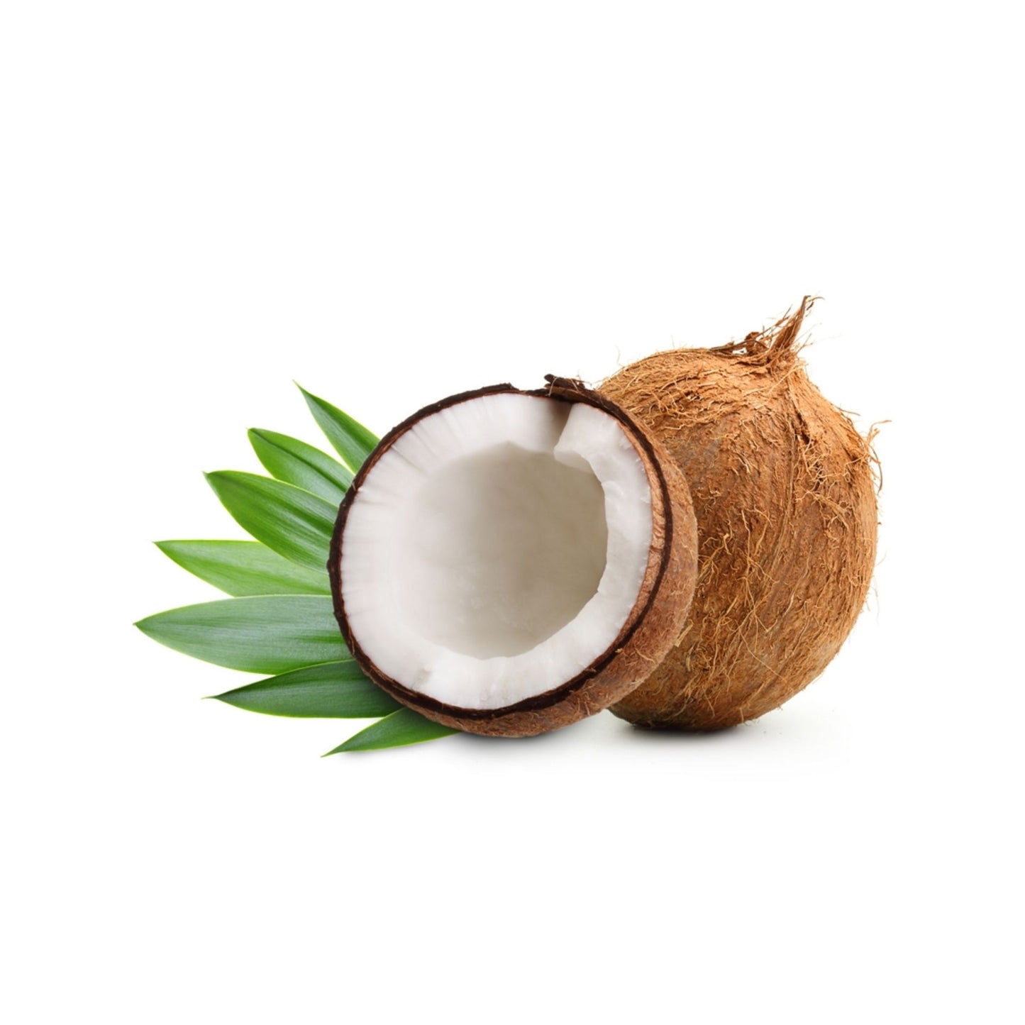 FRACTIONATED COCONUT CARRIER / BASE OIL