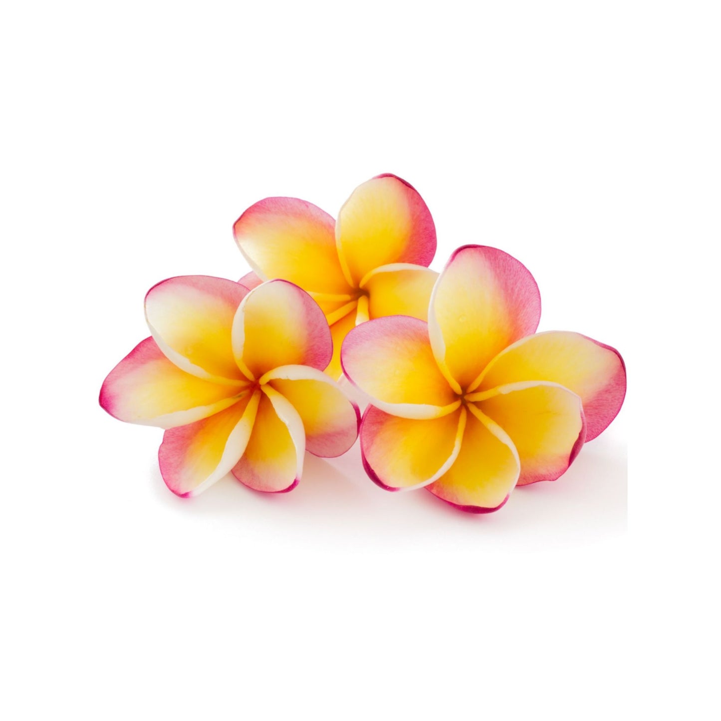 FRANGIPANI PREMIUM FRAGRANCE OIL