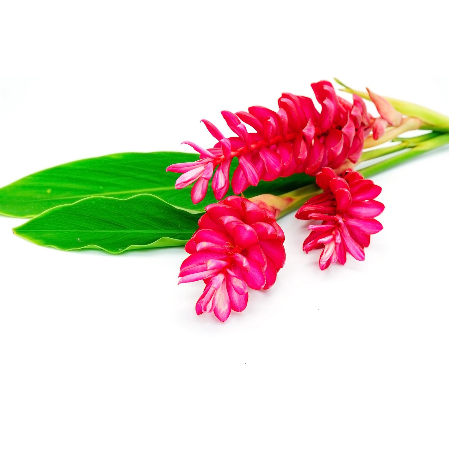 GINGER FLOWER PREMIUM FRAGRANCE OIL