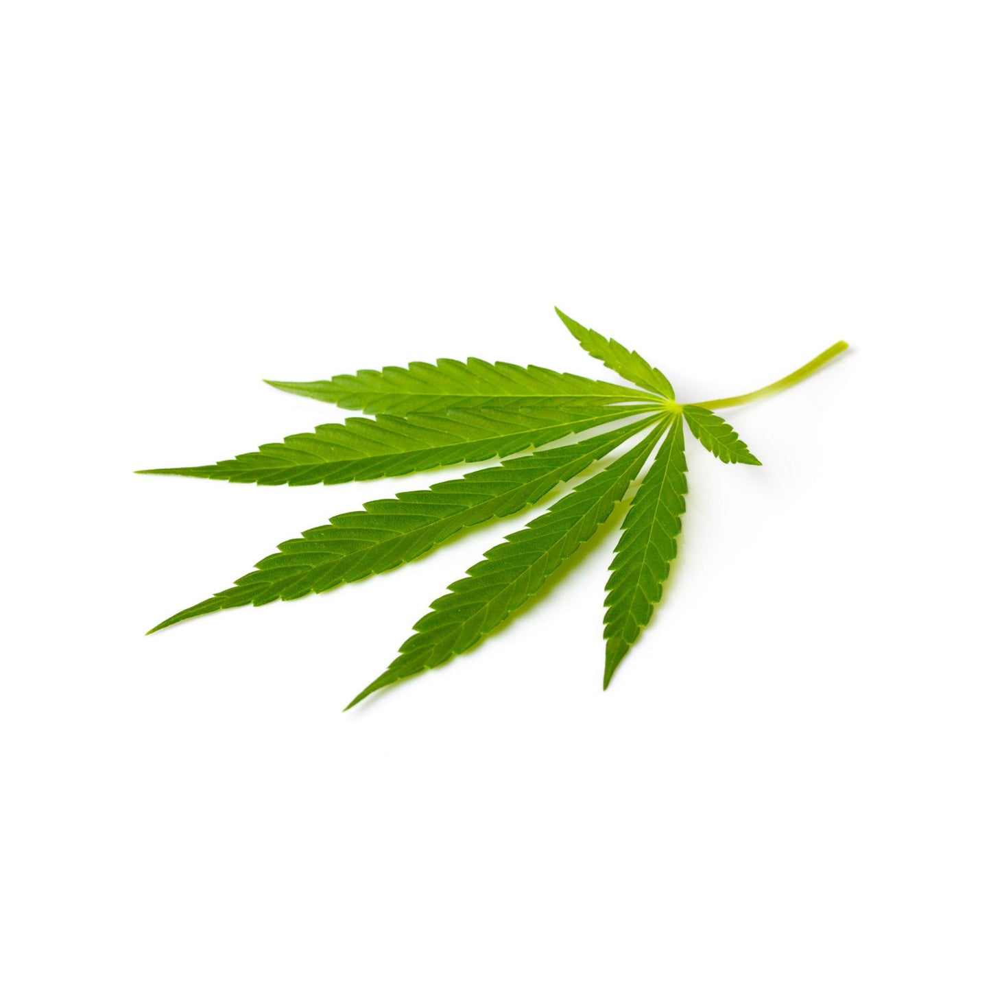 REFINED HEMP SEED OIL CARRIER / BASE OIL