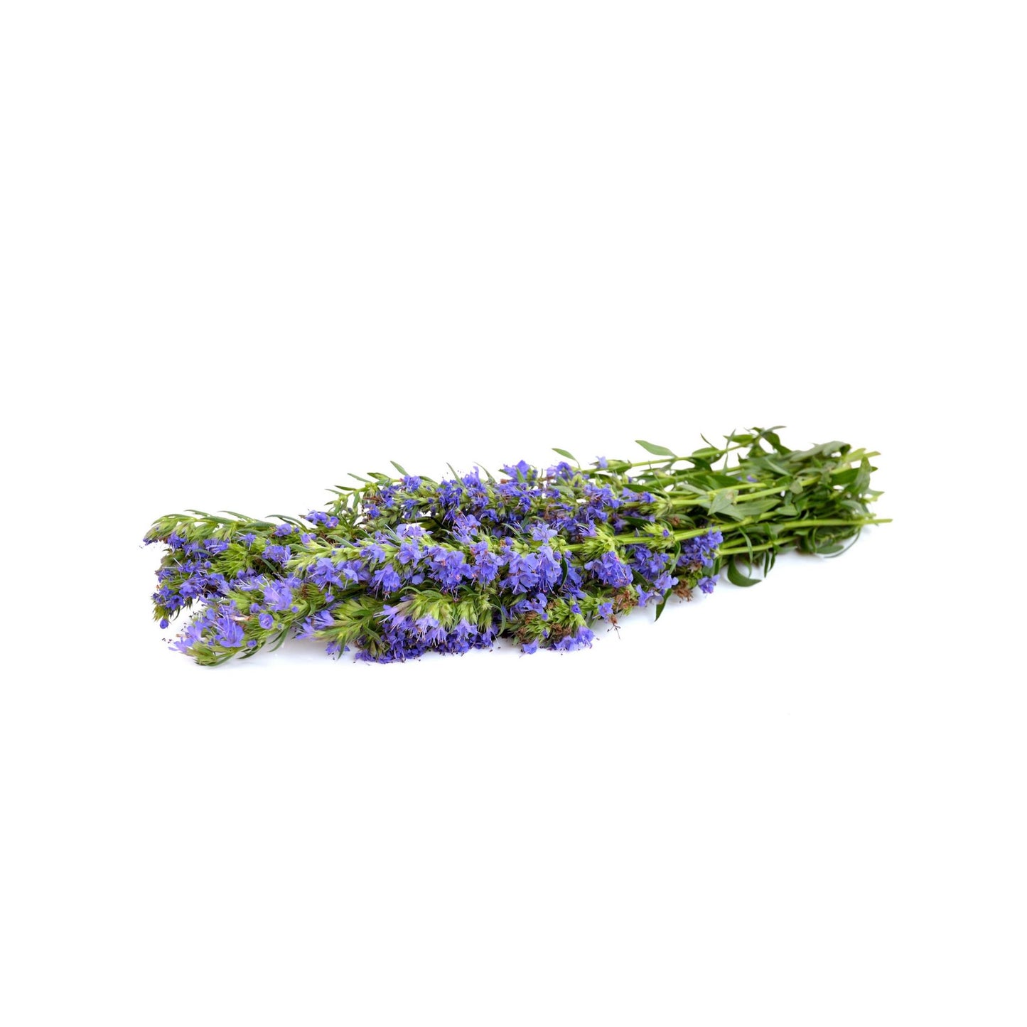 100% PURE HYSSOP ESSENTIAL OIL