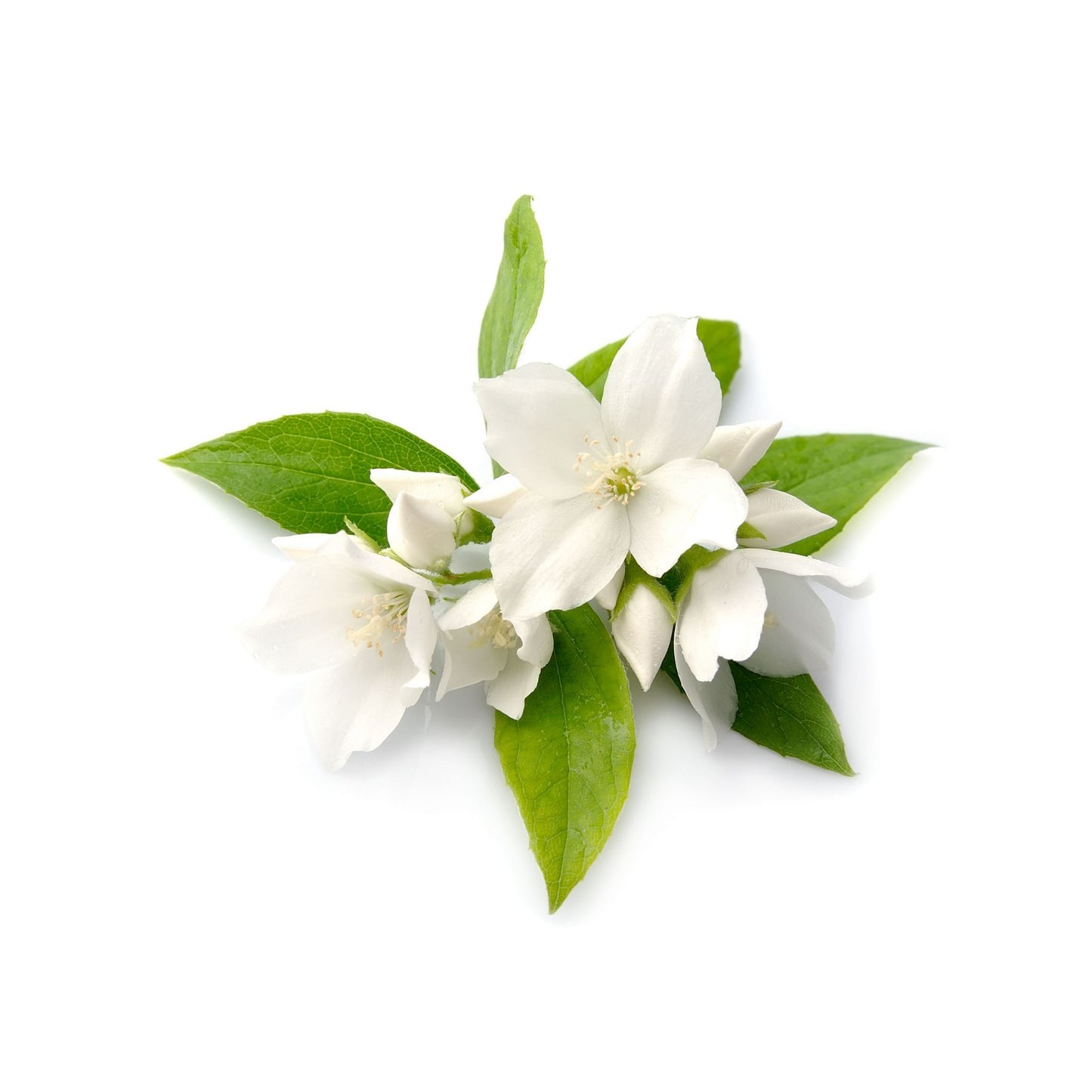 JASMINE PREMIUM FRAGRANCE OIL