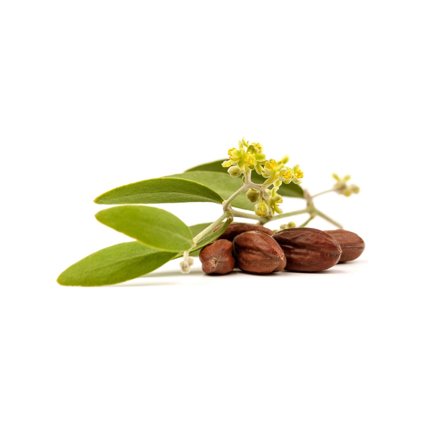 REFINED AVOCADO CARRIER / BASE OIL