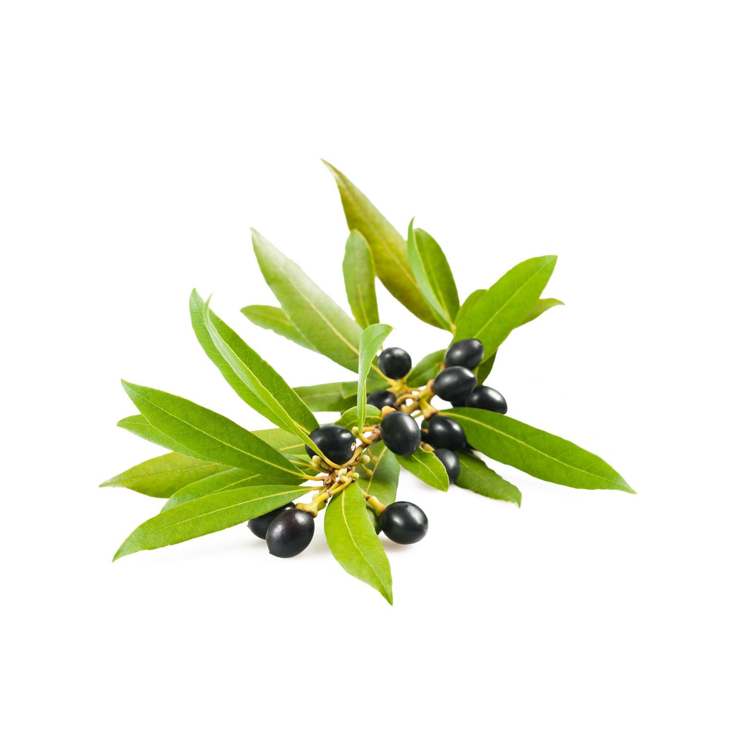 100% PURE LAUREL BERRY ESSENTIAL OIL
