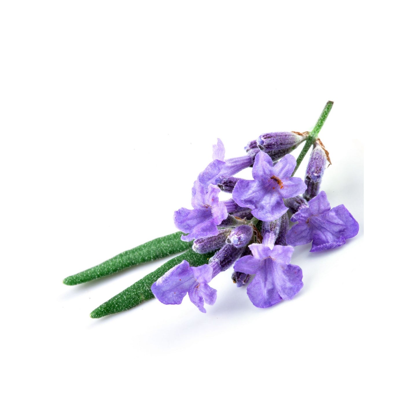 100% 纯薰衣草精油