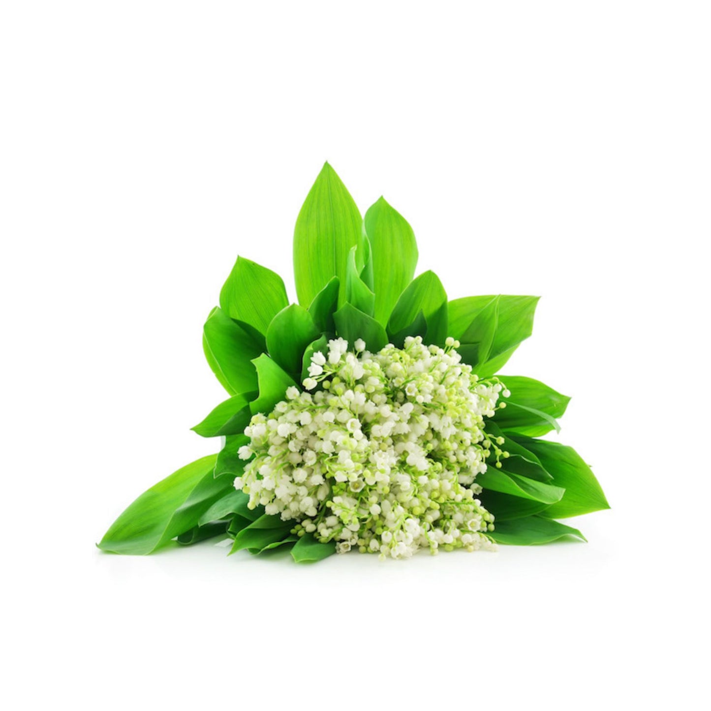 LILY OF THE VALLEY PREMIUM FRAGRANCE OIL