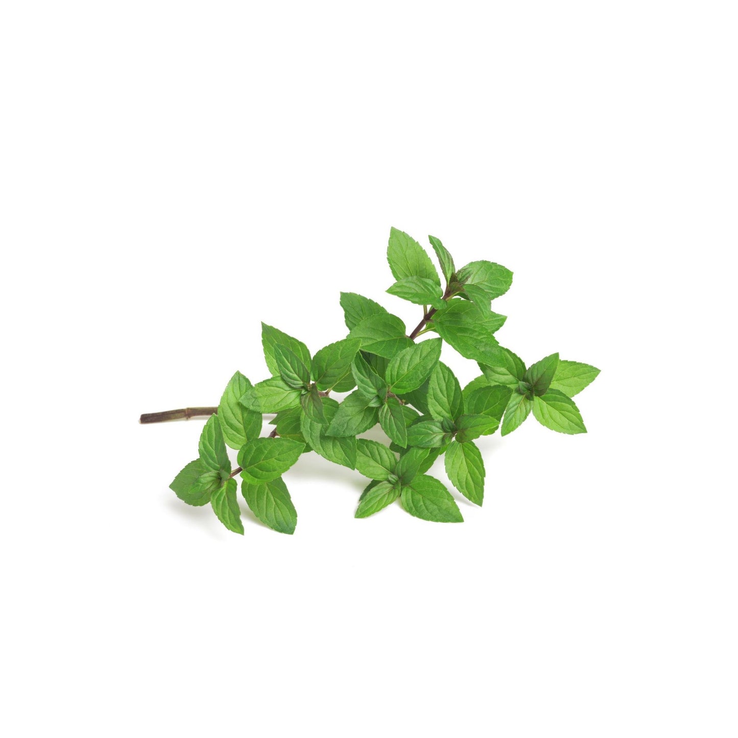 100% PURE MENTHOL LIQUID ESSENTIAL OIL