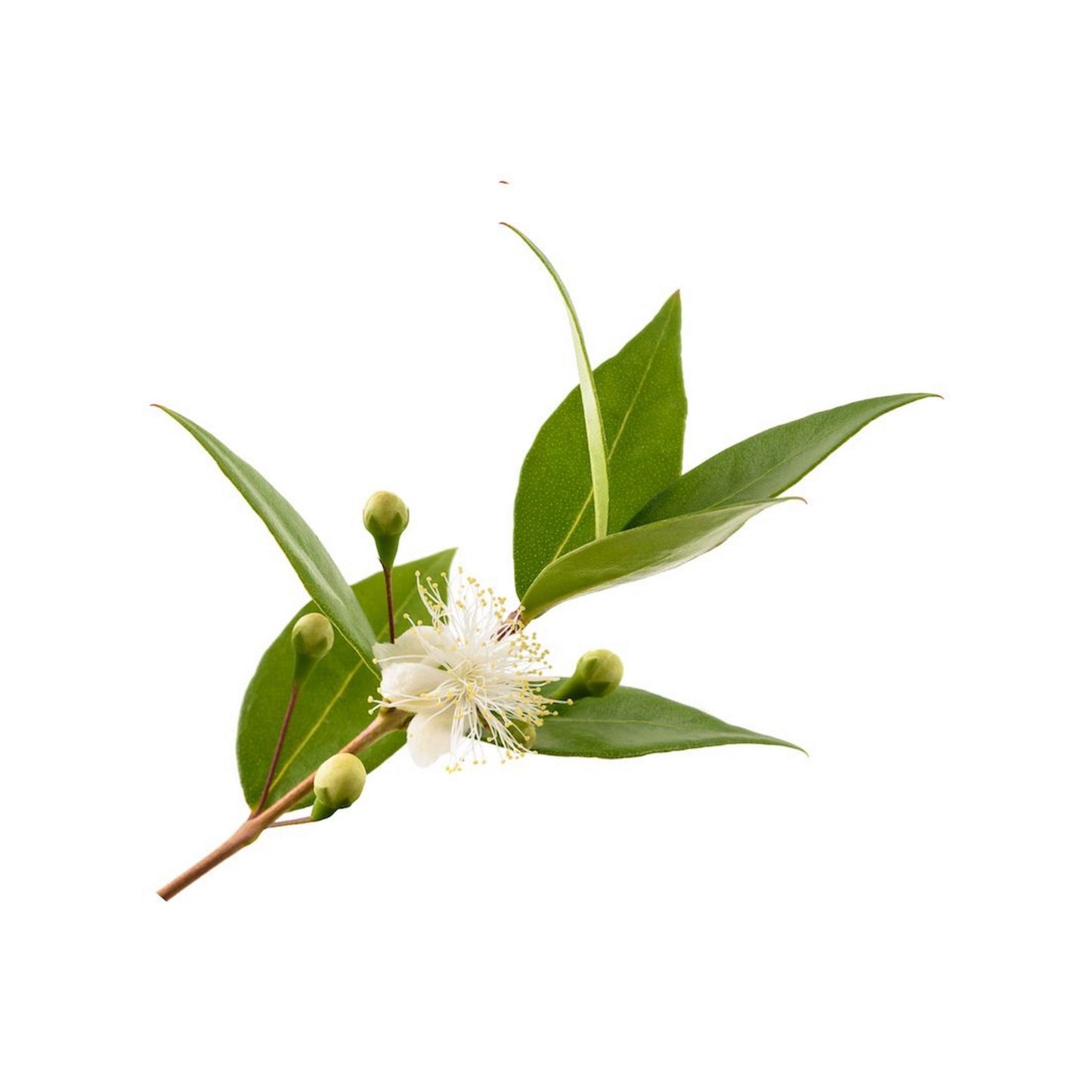 100% PURE MYRTLE ESSENTIAL OIL