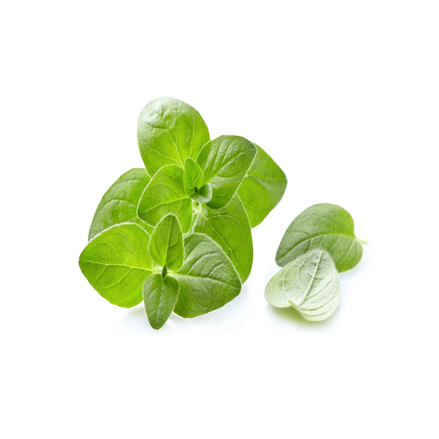 100% PURE OREGANO ESSENTIAL OIL