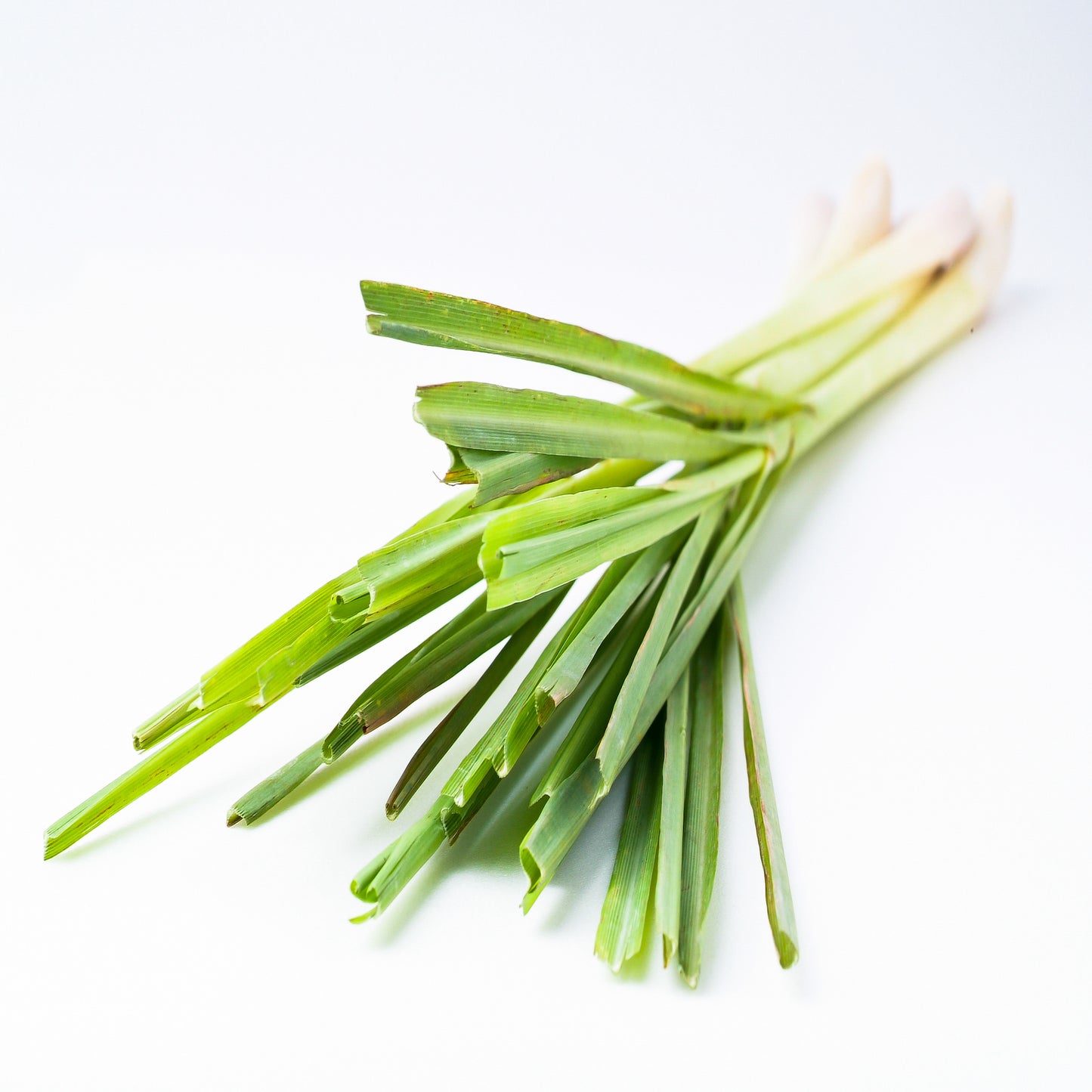 100% PURE PALMAROSA ESSENTIAL OIL