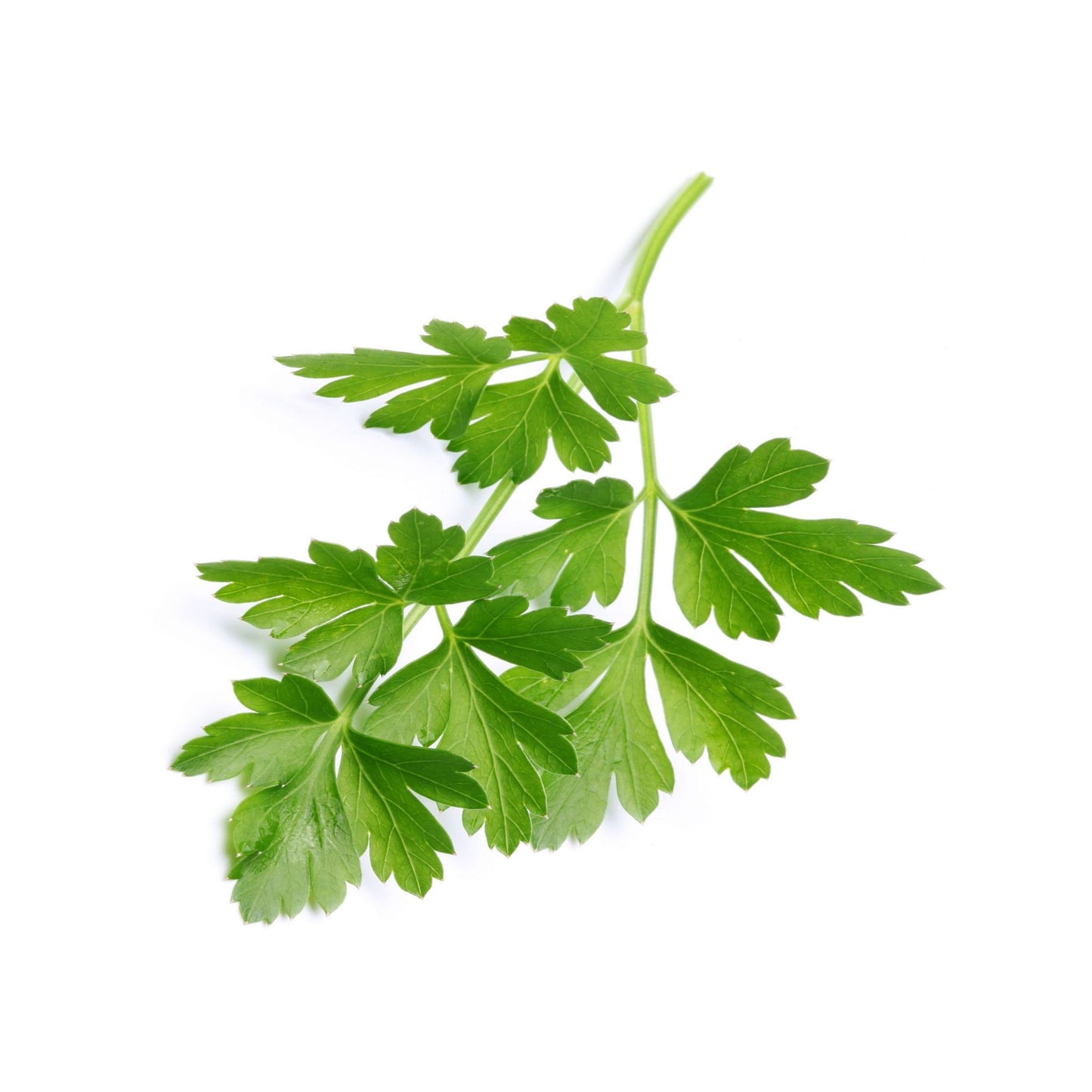 100% PURE PARSLEY SEED ESSENTIAL OIL