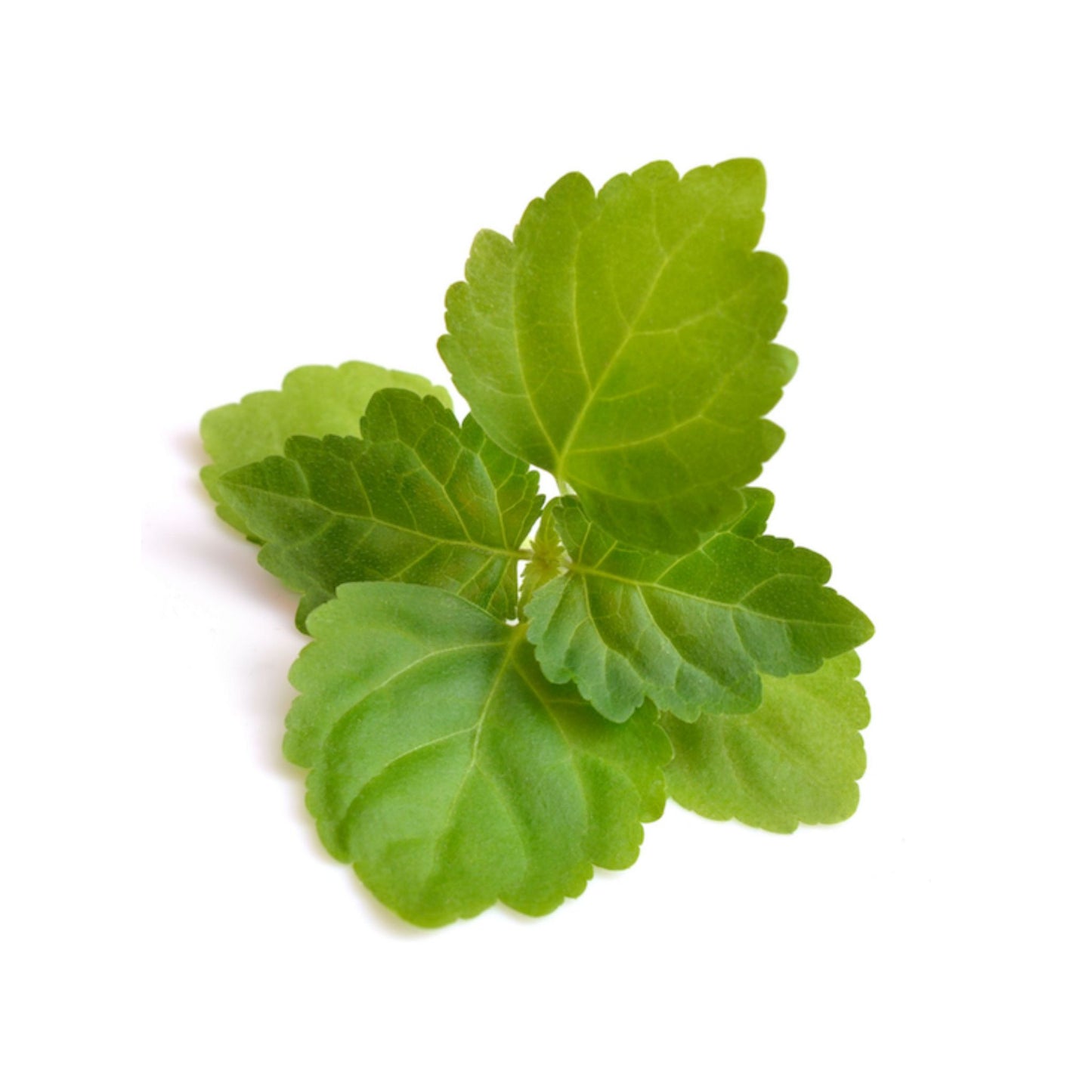 100% PURE PATCHOULI ESSENTIAL OIL