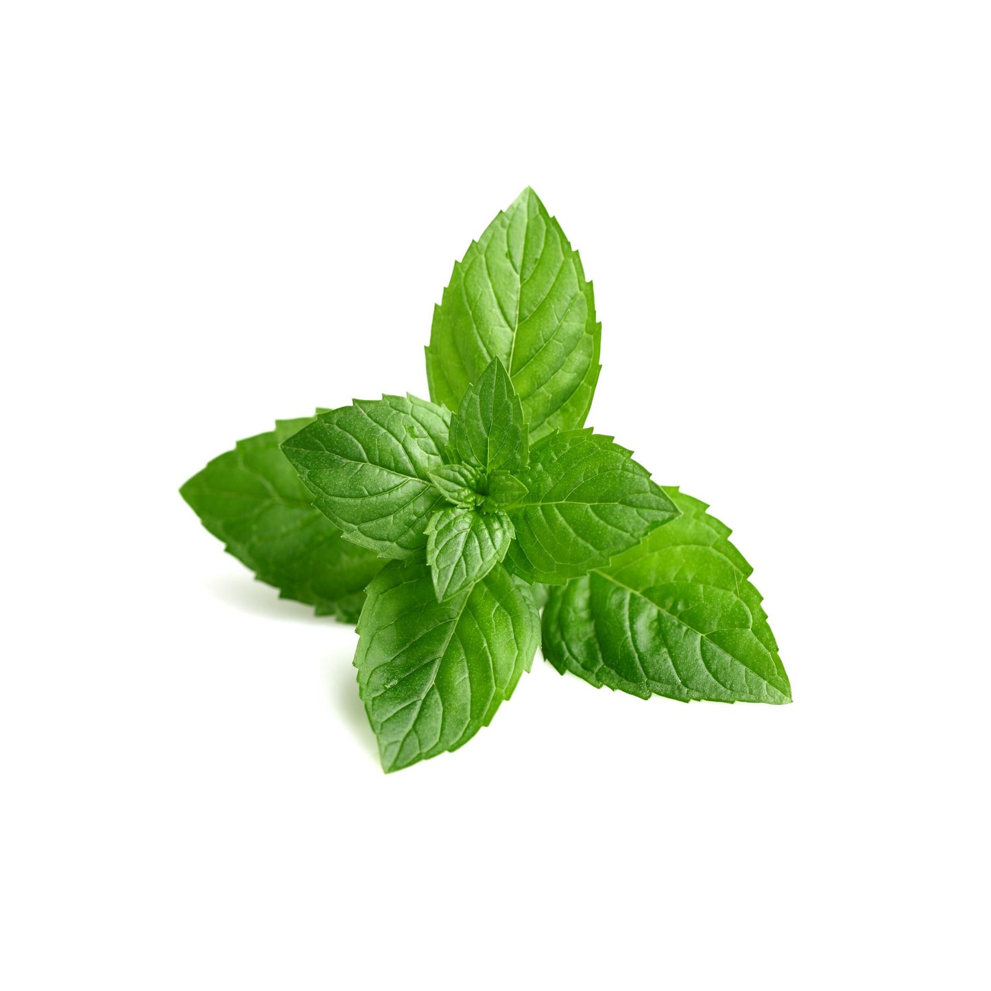 100% PURE PEPPERMINT ESSENTIAL OIL