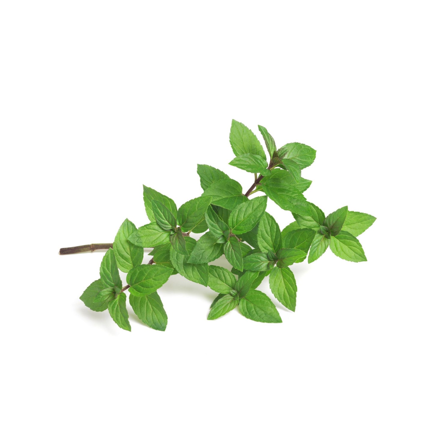 PEPPERMINT PREMIUM FRAGRANCE OIL