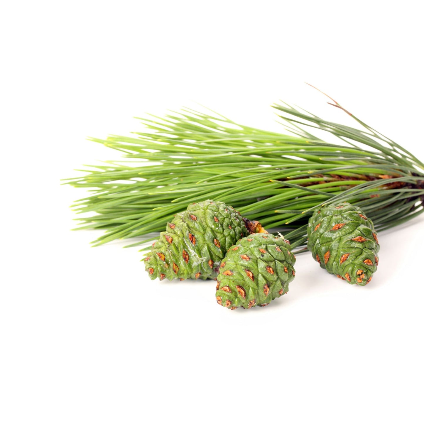 100% PURE PINE ESSENTIAL OIL