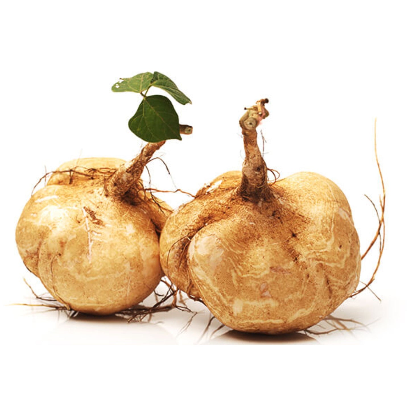 PUERARIA MIRIFICA EXTRACT