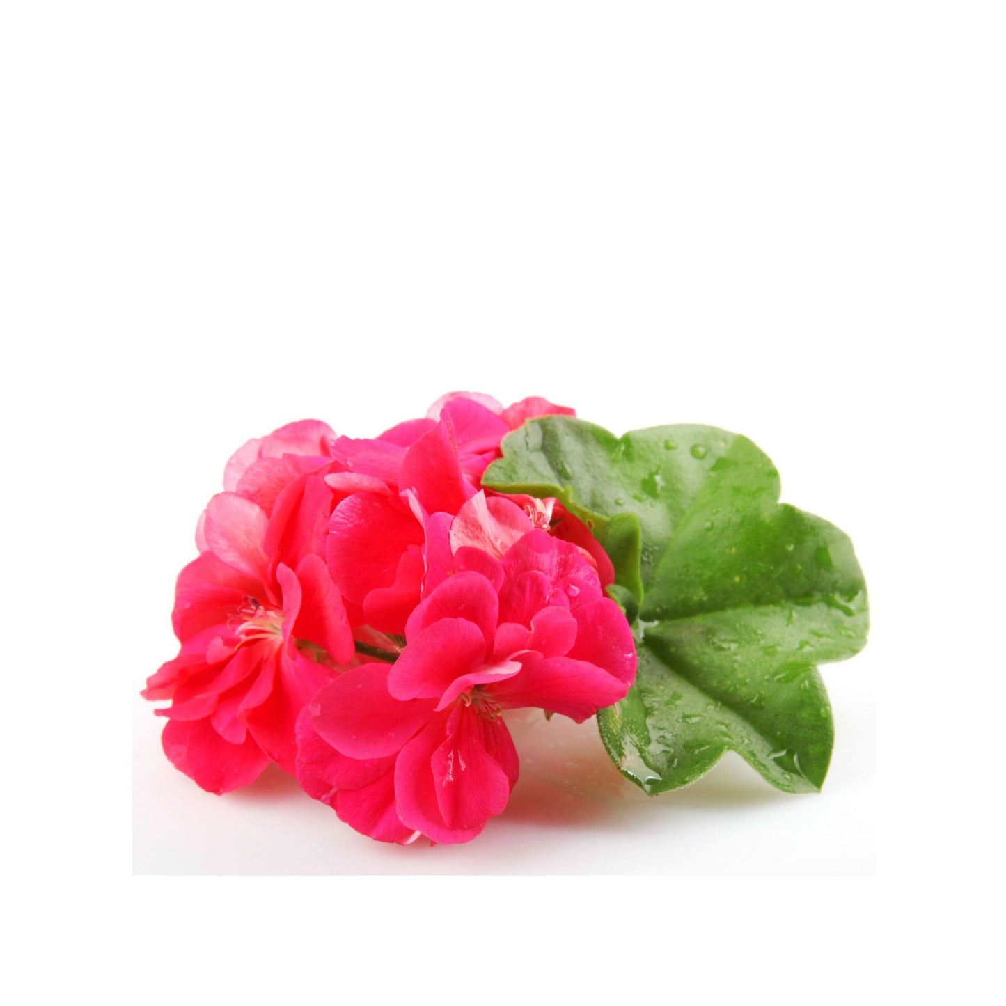 100% PURE GERANIUM ROSE ESSENTIAL OIL