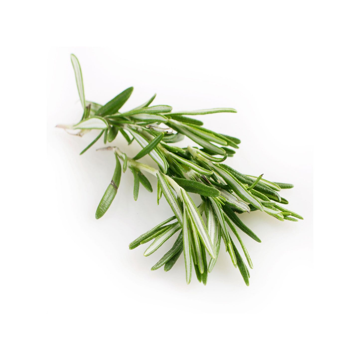 100% PURE ROSEMARY ESSENTIAL OIL
