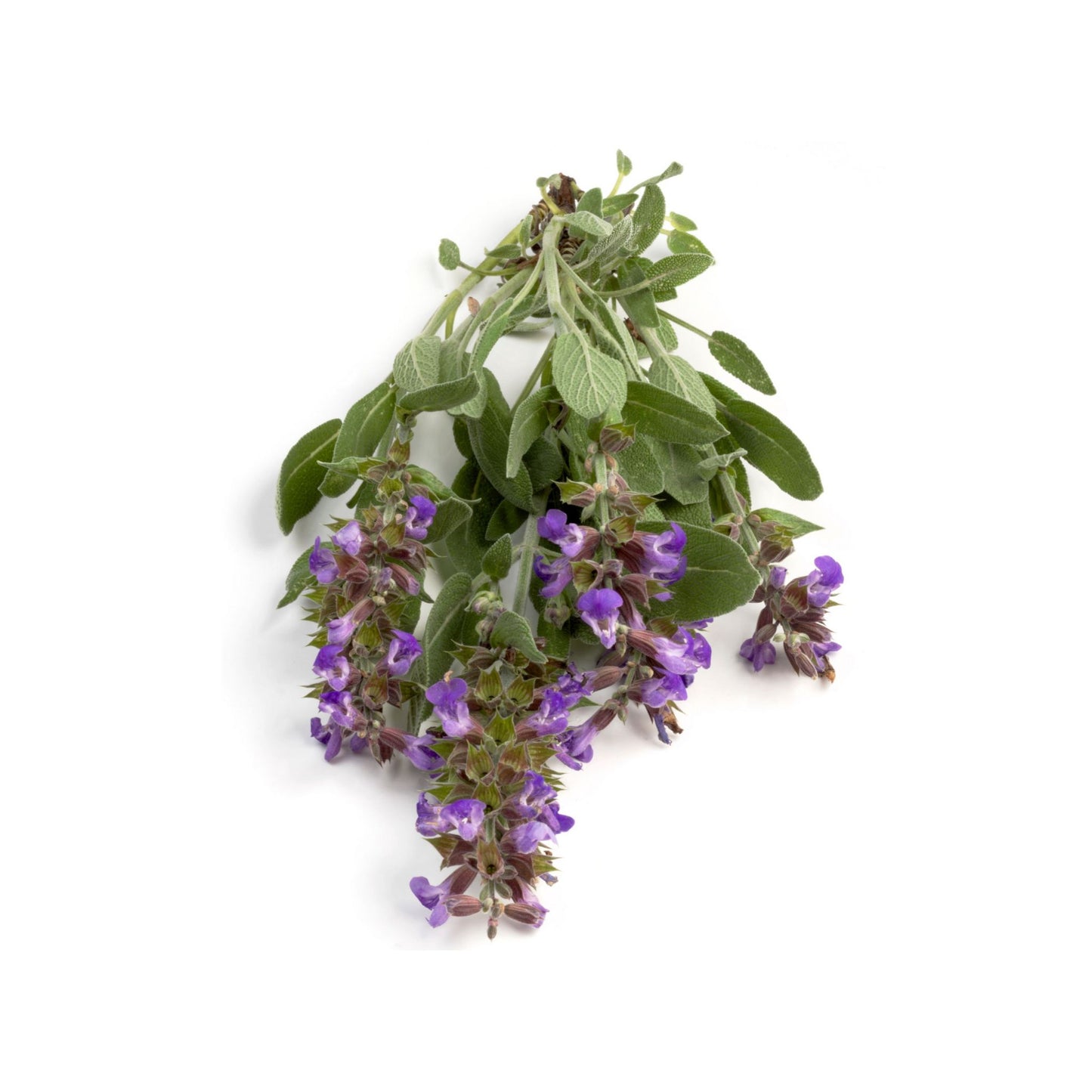 SAGE PREMIUM FRAGRANCE OIL
