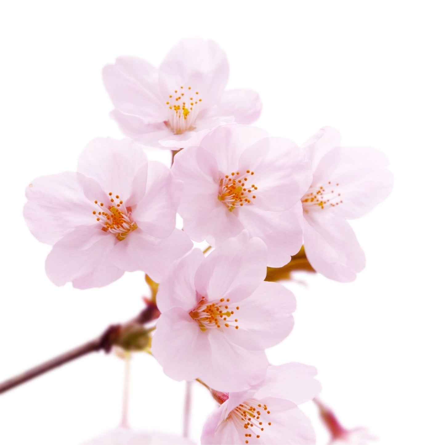 SAKURA PREMIUM FRAGRANCE OIL
