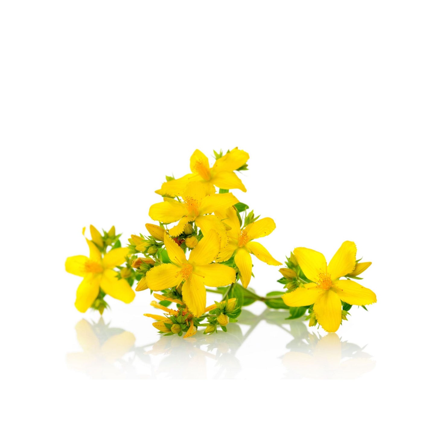 ST.JOHN'S WORT CARRIER / BASE OIL