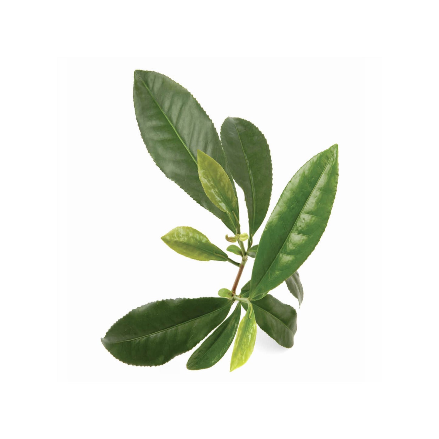 100% PURE TEA TREE ESSENTIAL OIL
