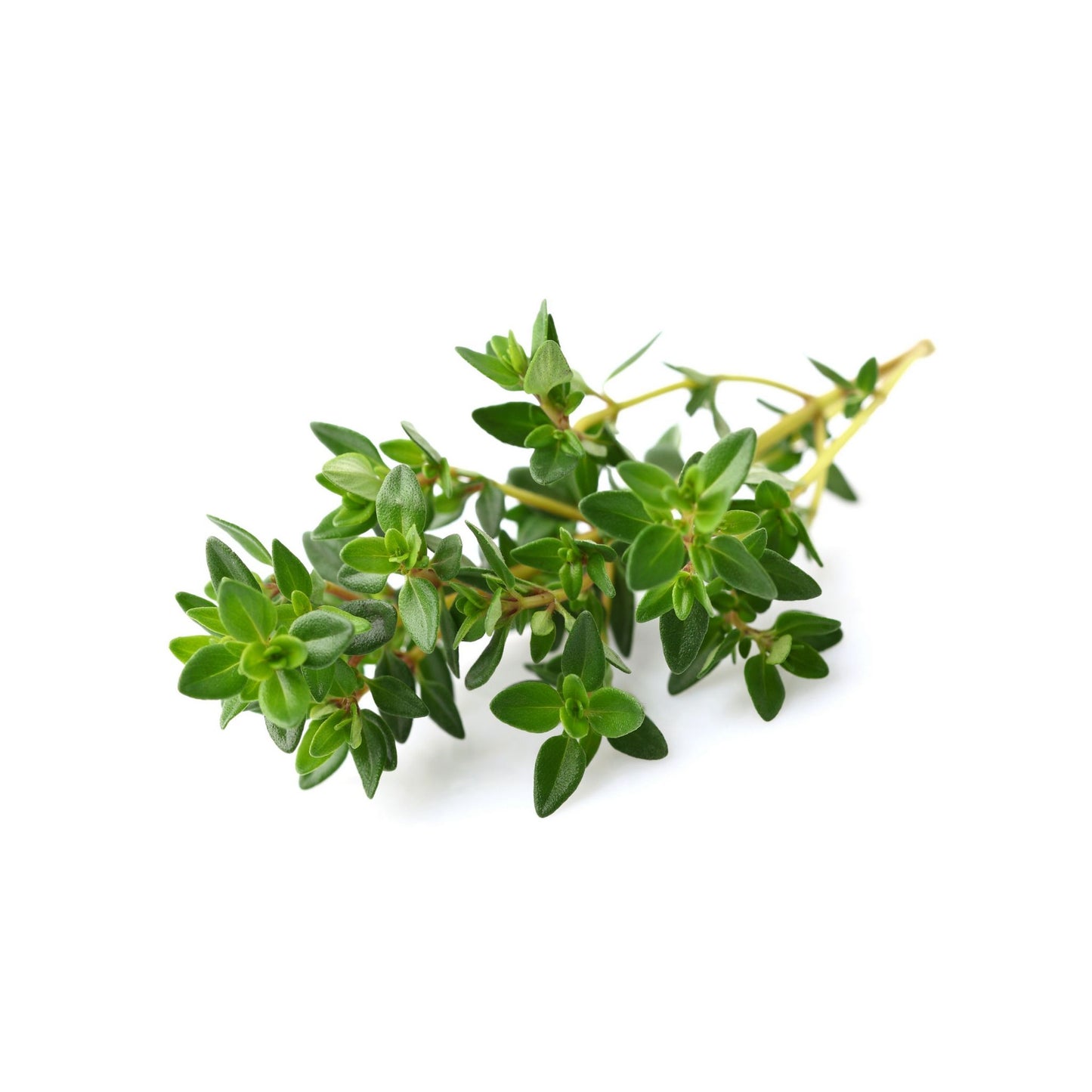 100% PURE THYME ESSENTIAL OIL