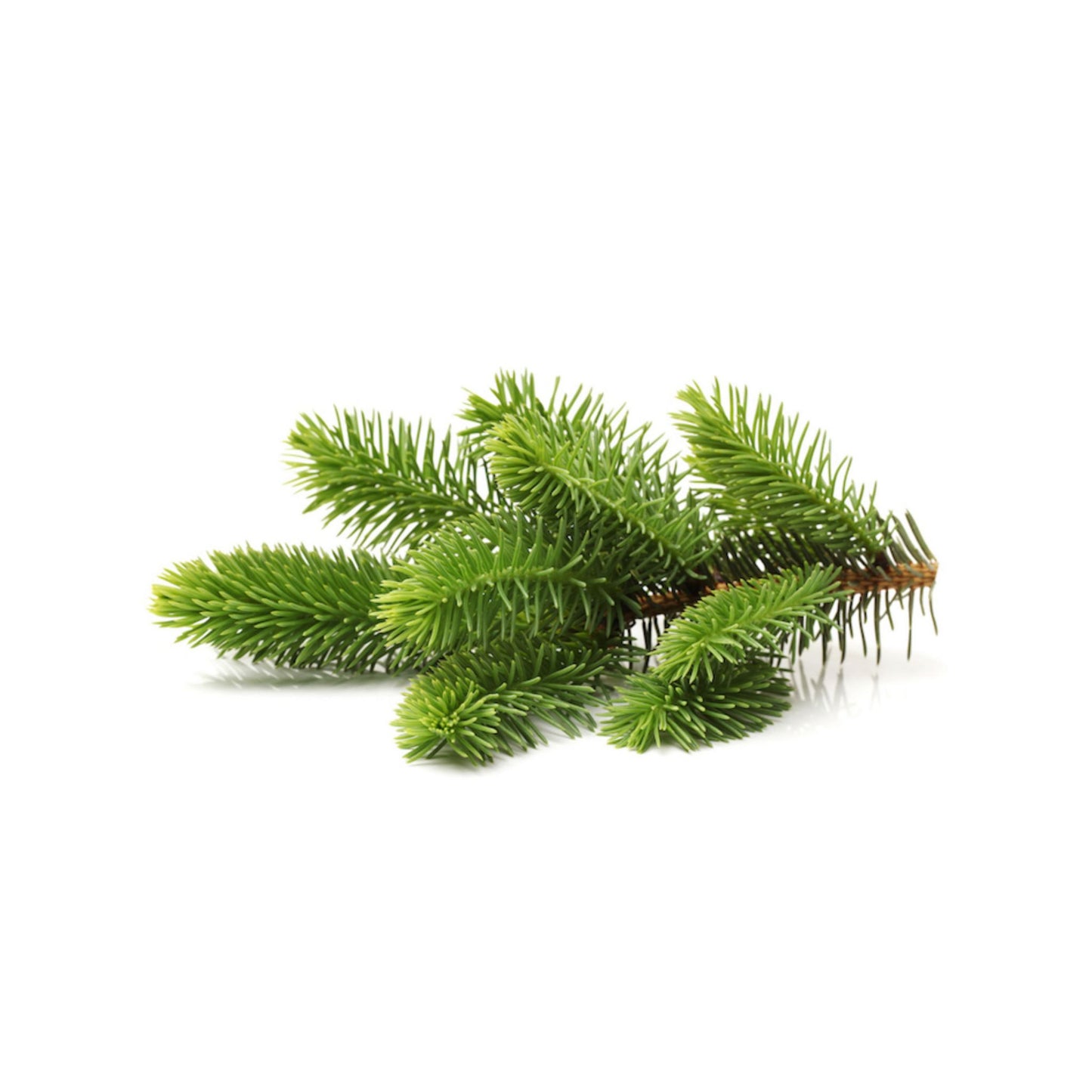 100% PURE WHITE FIR ESSENTIAL OIL