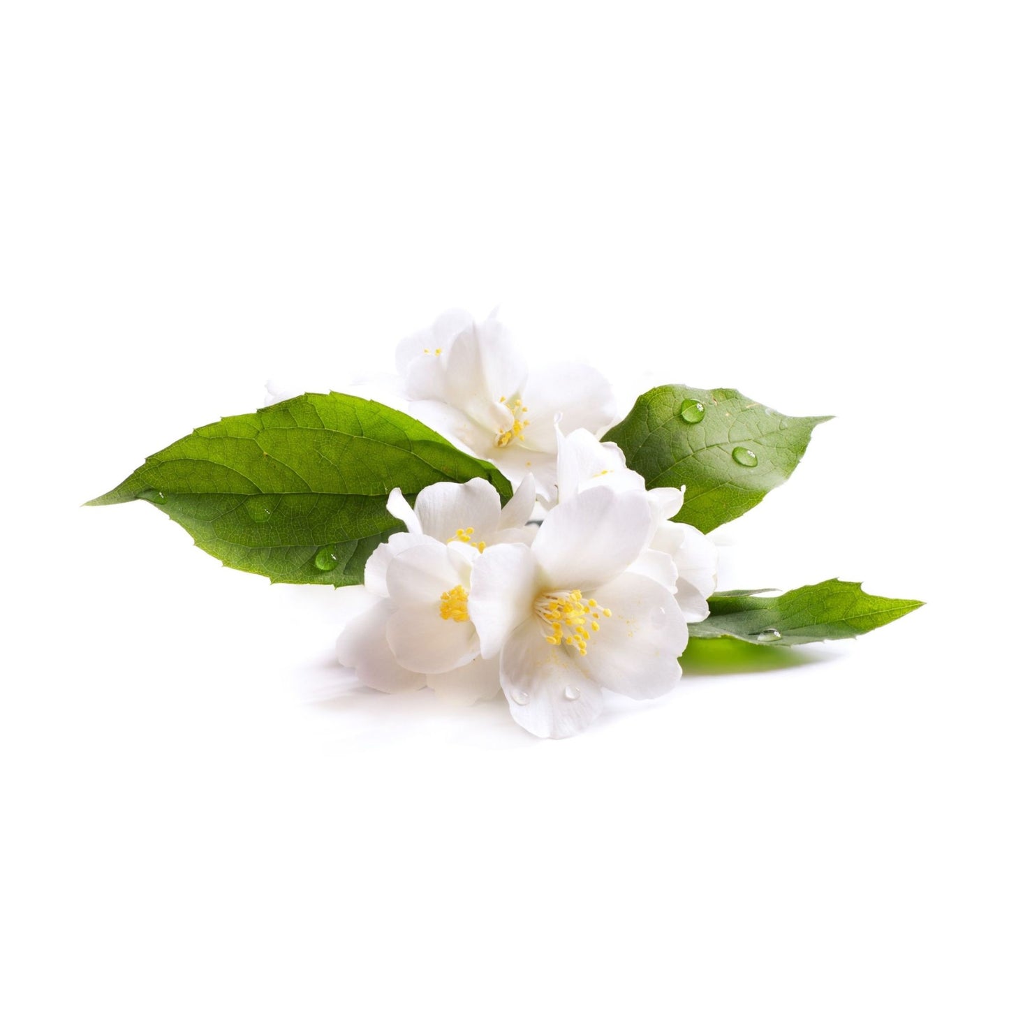 WHITE JASMINE PREMIUM FRAGRANCE OIL